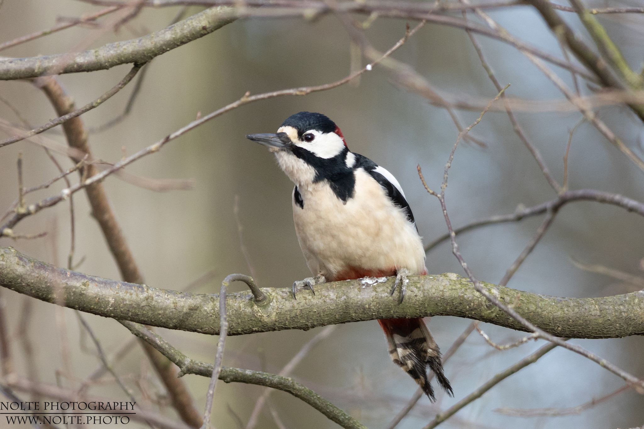 Mittelspecht auf Ansitz