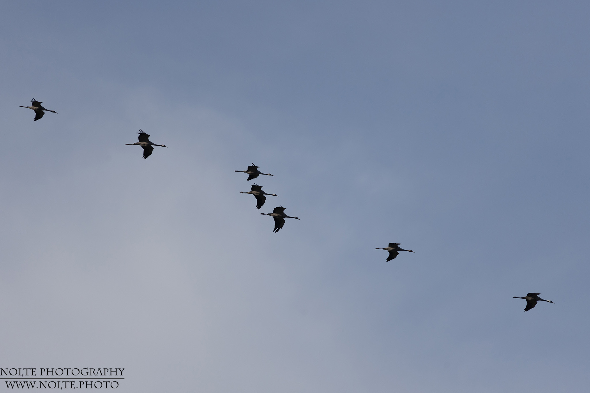 Die Kraniche kehren zurück