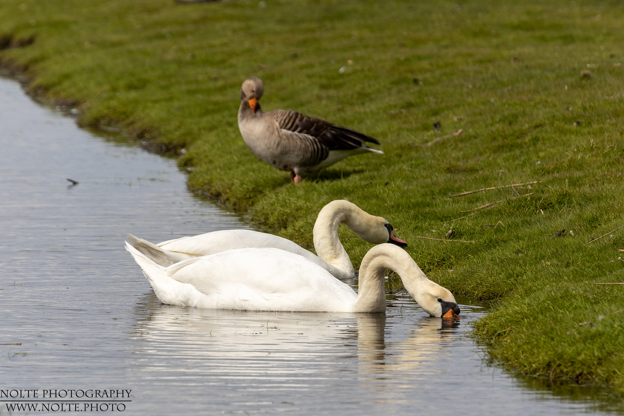 Gemütliches fressen am Ufer