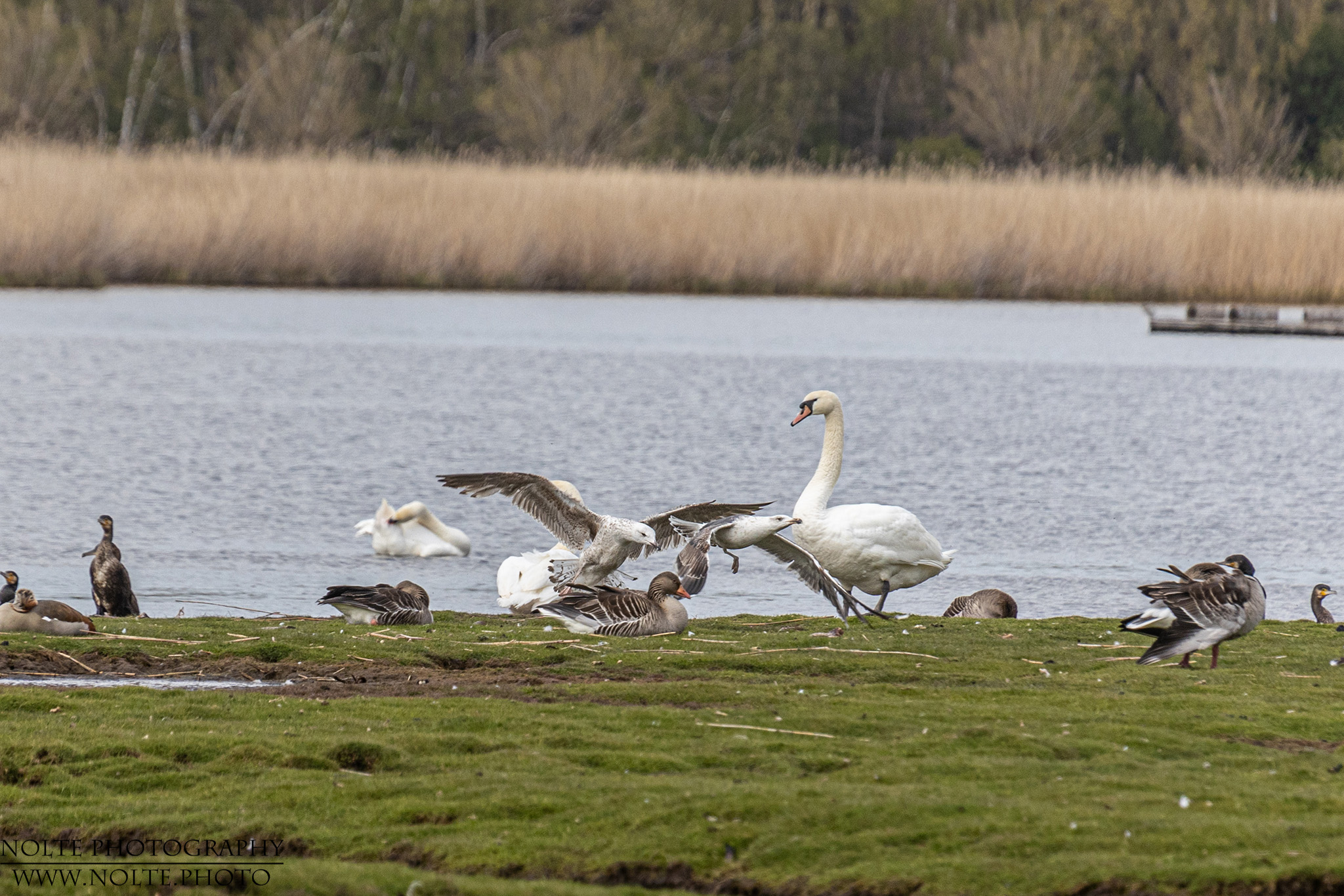 Dort ist wohl der beste Futterplatz...