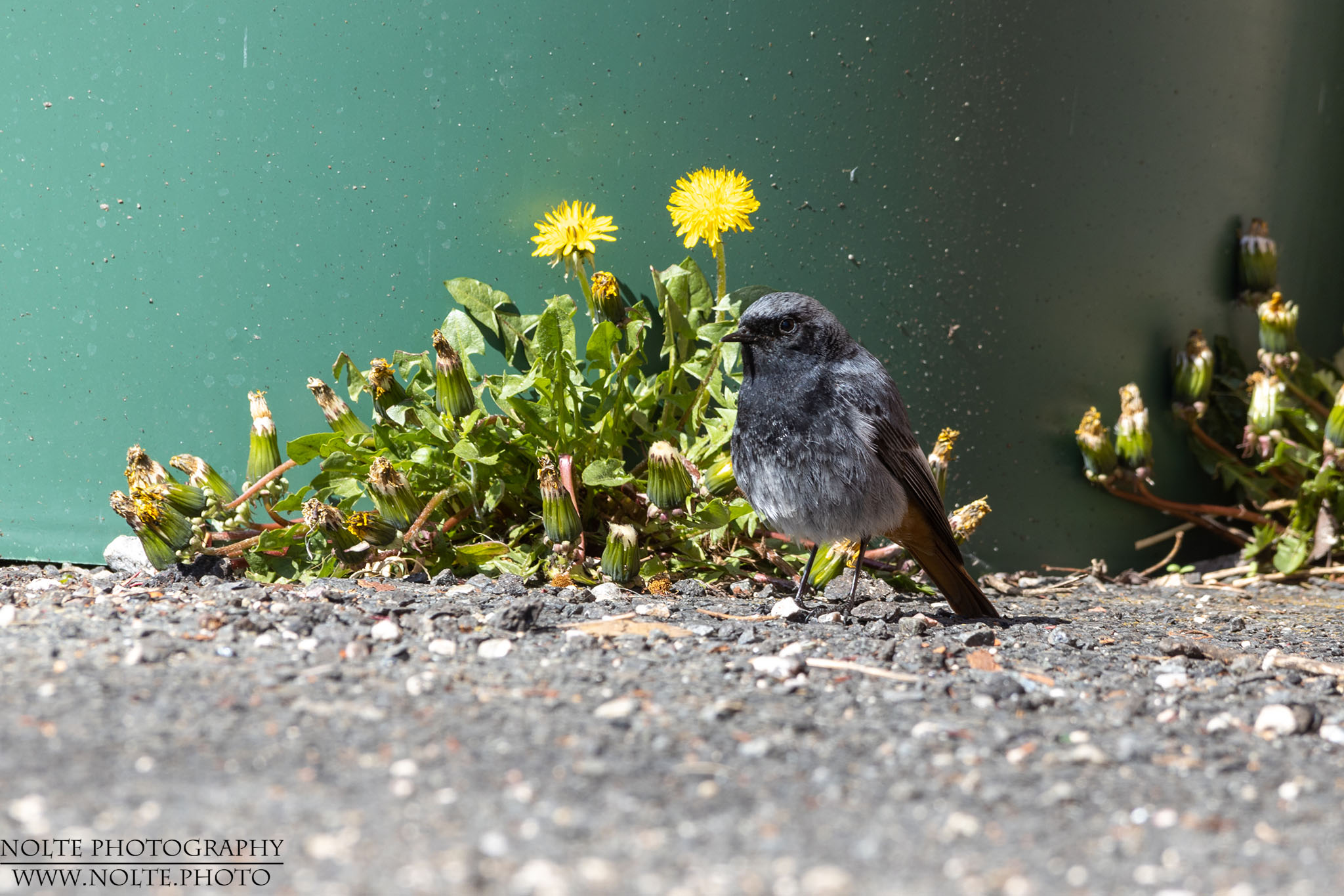 Hausrotschwanz (Phoenicurus ochruros)