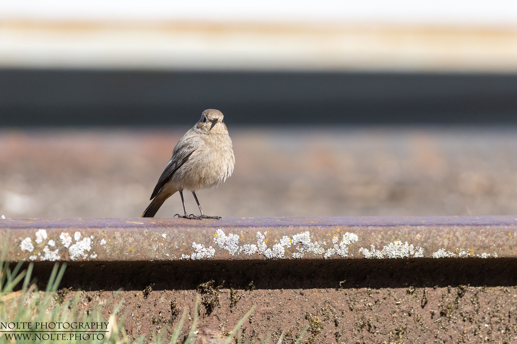 Hausrotschwanz (Phoenicurus ochruros) auf einem Gleis
