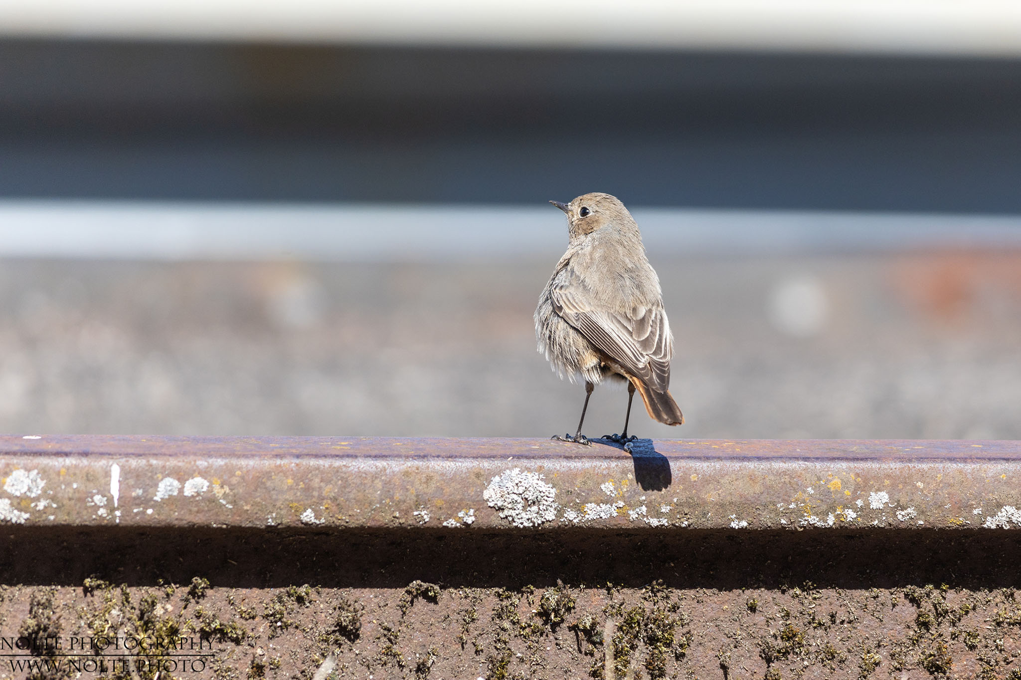 Hausrotschwanz (Phoenicurus ochruros) Rückenansicht