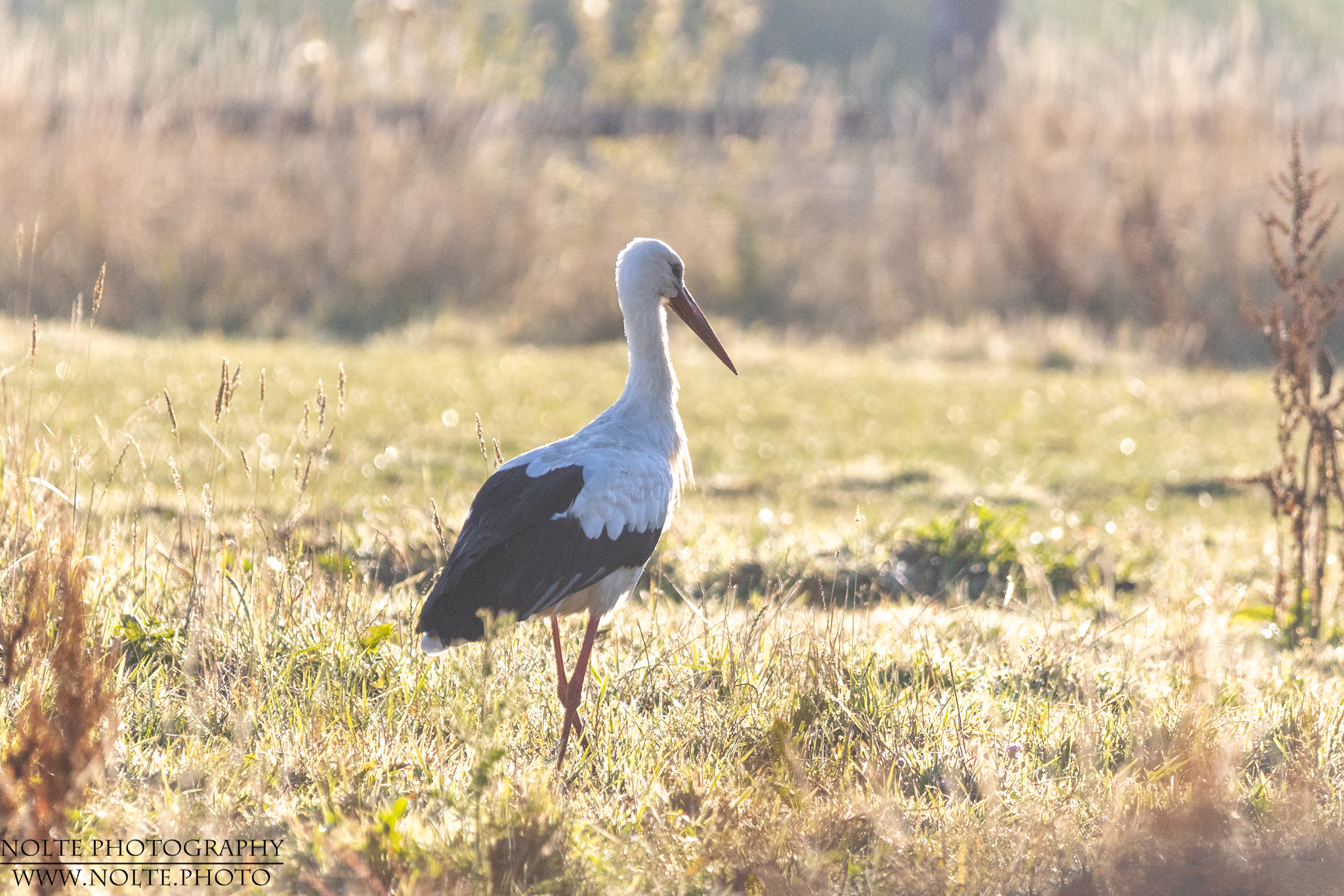 Weißstorch im Morgenlicht