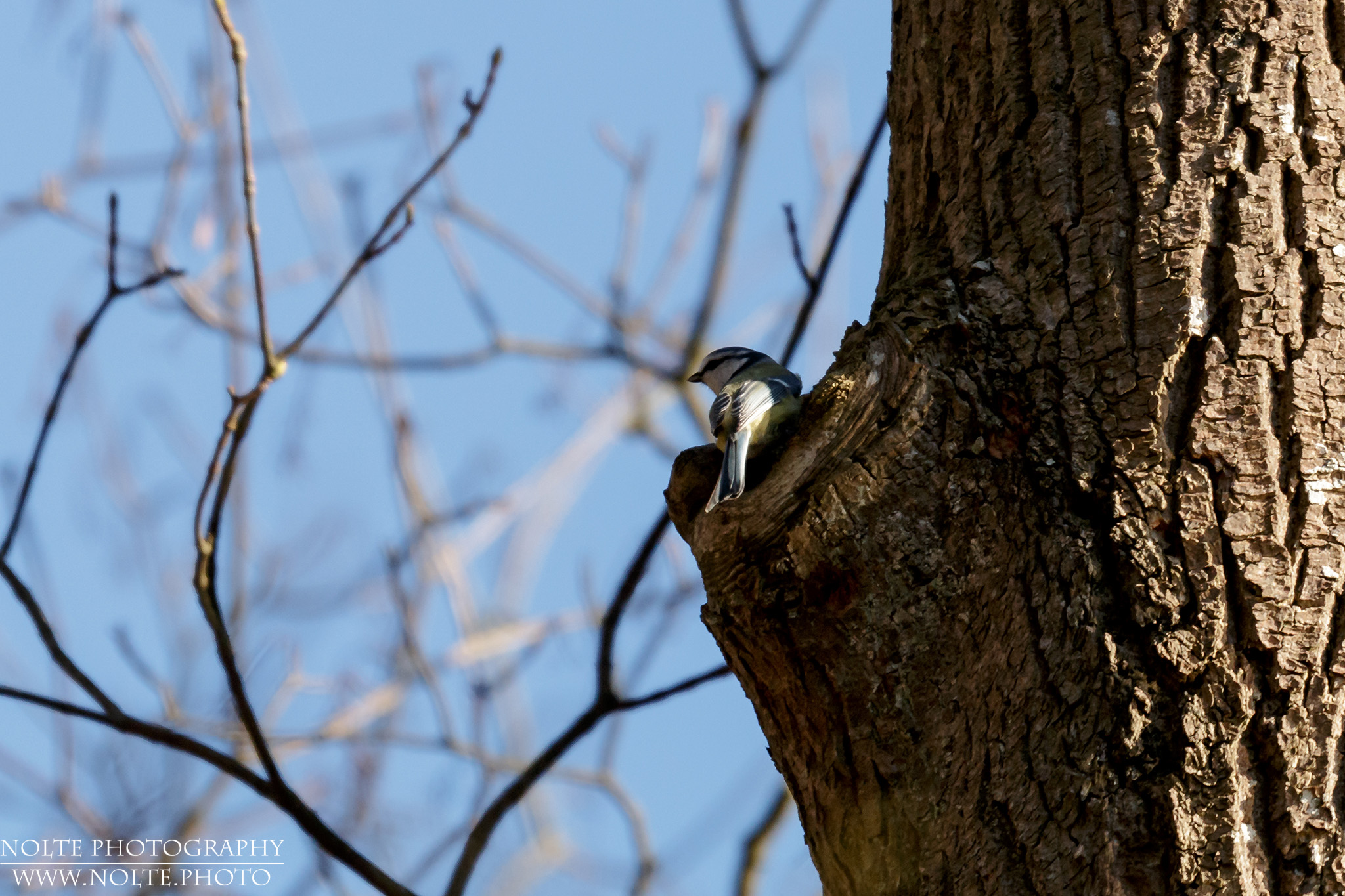 Eine Blaumeise (Cyanistes caeruleus) am Nest in einer Asthöhle