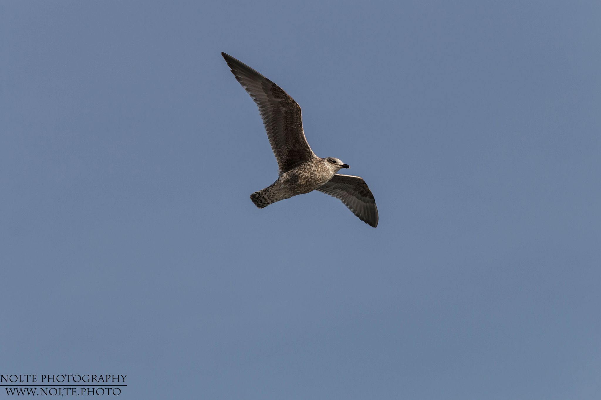 Eine junge Silbermöwe (Larus argentatus) im Flug