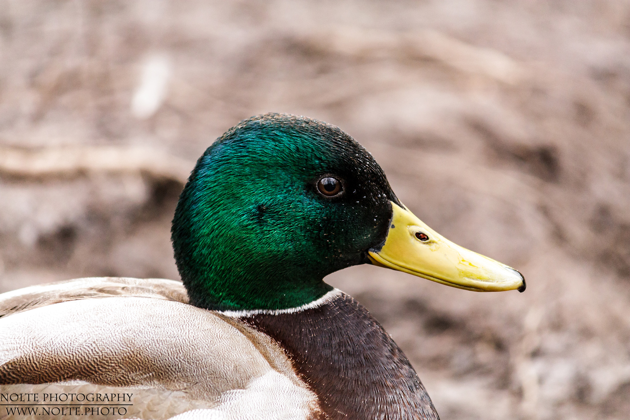 Vögel