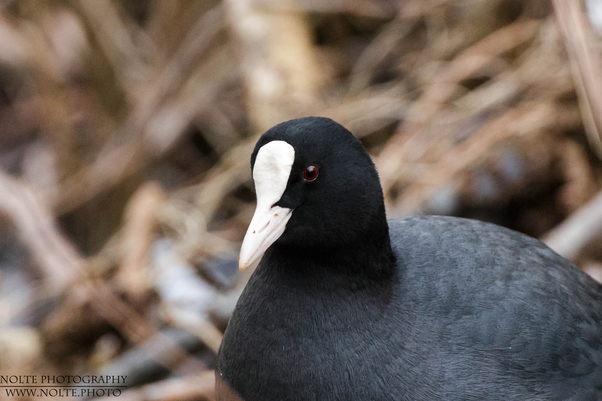 Kopfansicht eines Blässhuhns (Fulica atra)