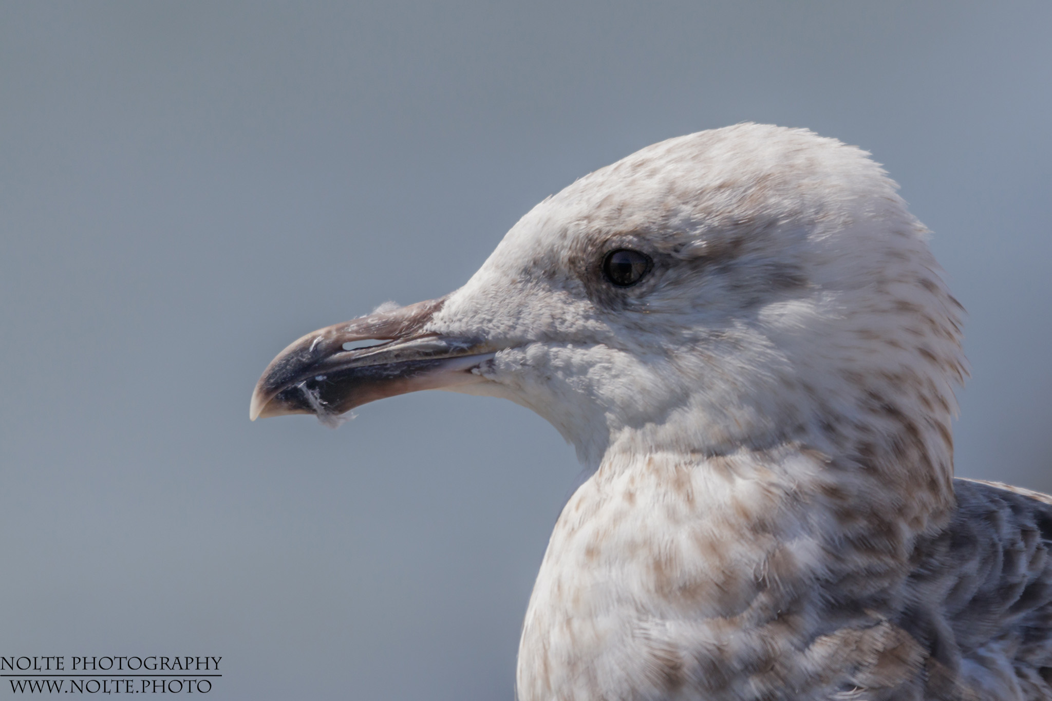 Portrait einer Silbermöwe (Larus argentatus)