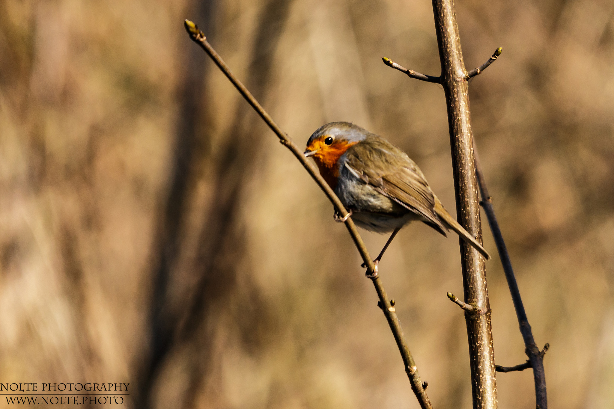 Ein Rotkehlchen (Erithacus rubecula)