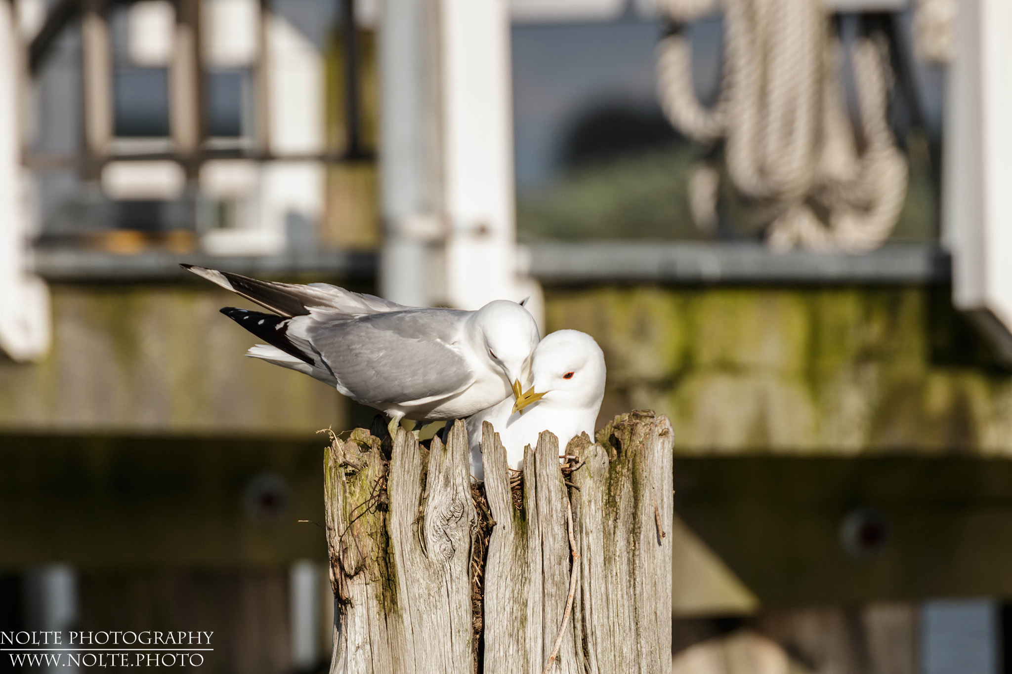 Brutpärchen der Sturmmöwe (Larus canus) auf einem Pfahl im Hafen