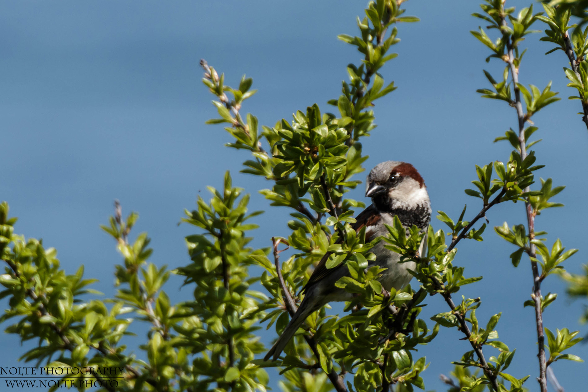 Ein Haussperling (Passer domesticus), auch Spatz genannt, sitzt in einem Gebüsch auf der Suche nach Nahrung.