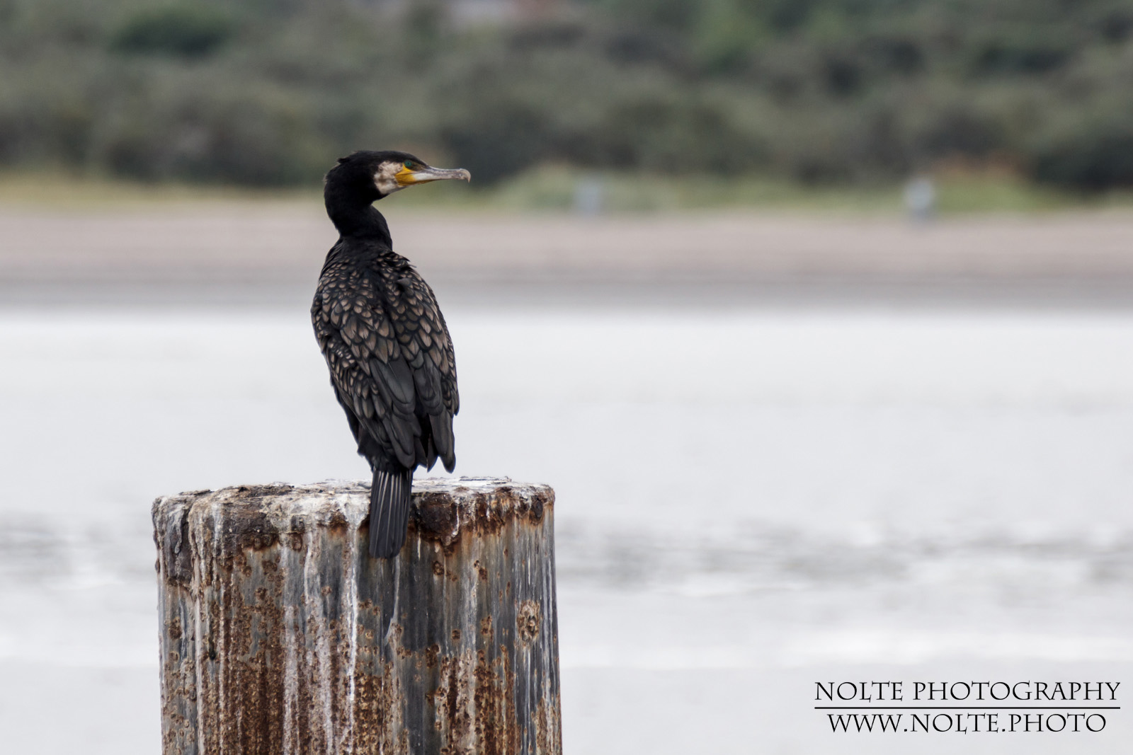 Das Bild zeigt einen Kormoran (Phalacrocorax carbo) an der Ostsee auf einem Metallenen Anlegepoller.