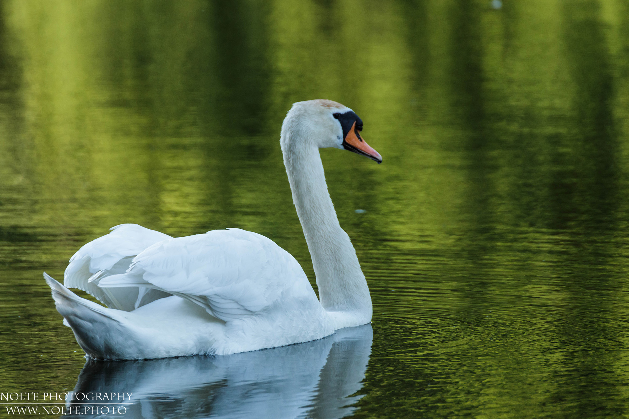 Ein Höckerschwan (Cygnus olor) auf einem Gewässer mit leicht angehobenen Flügeln.