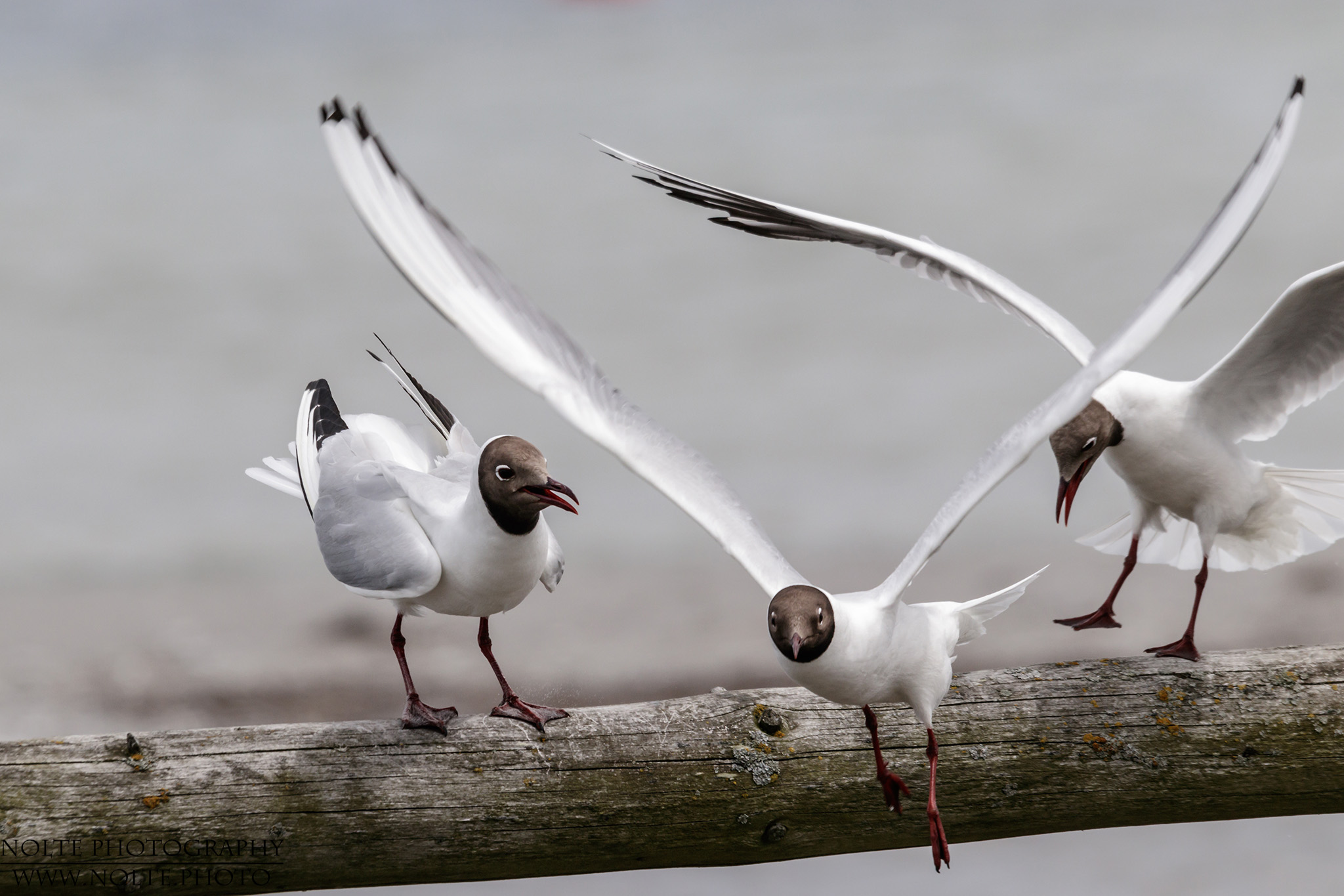 Ich bin ja schon weg...