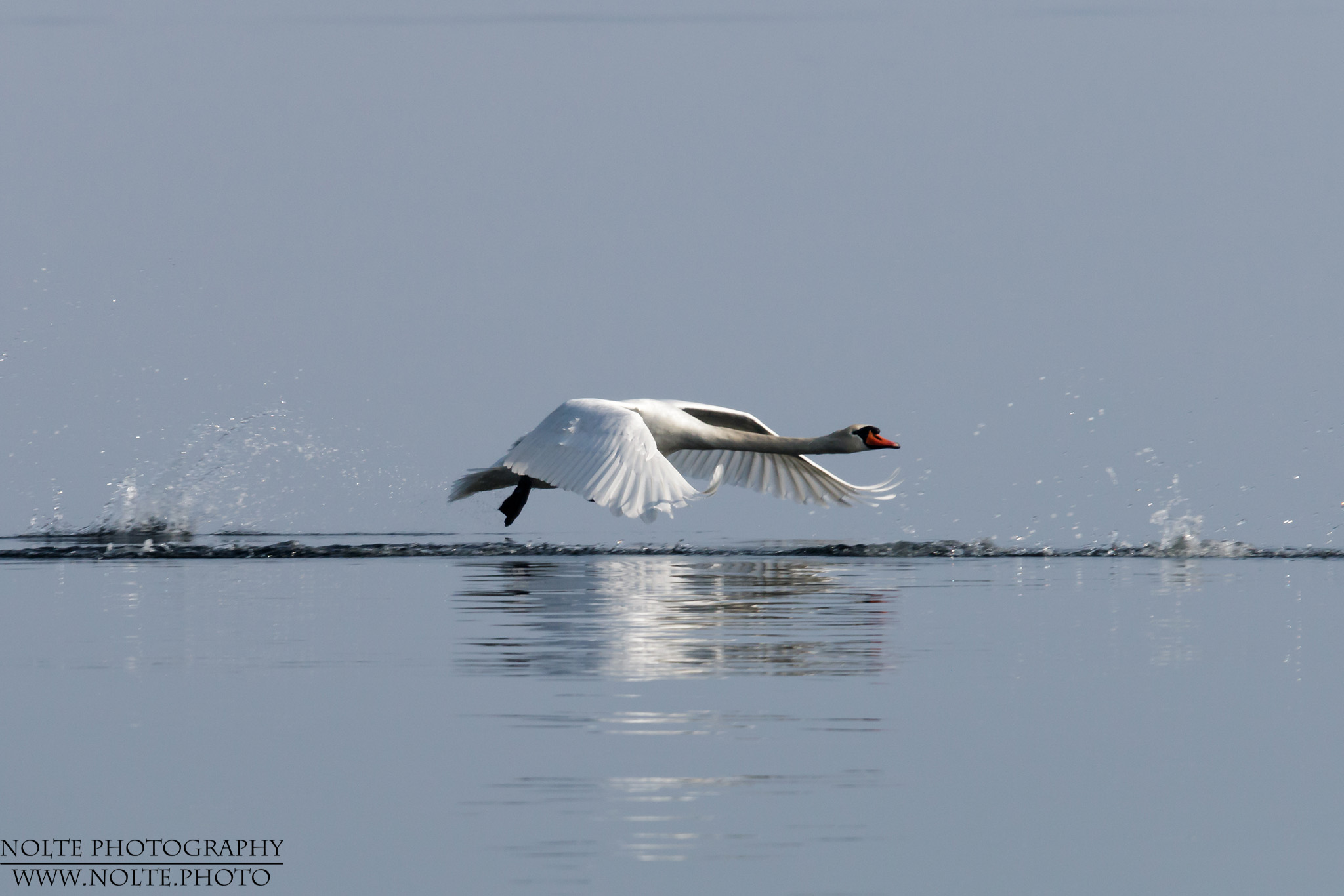 Schwan beim abheben auf dem Wasser