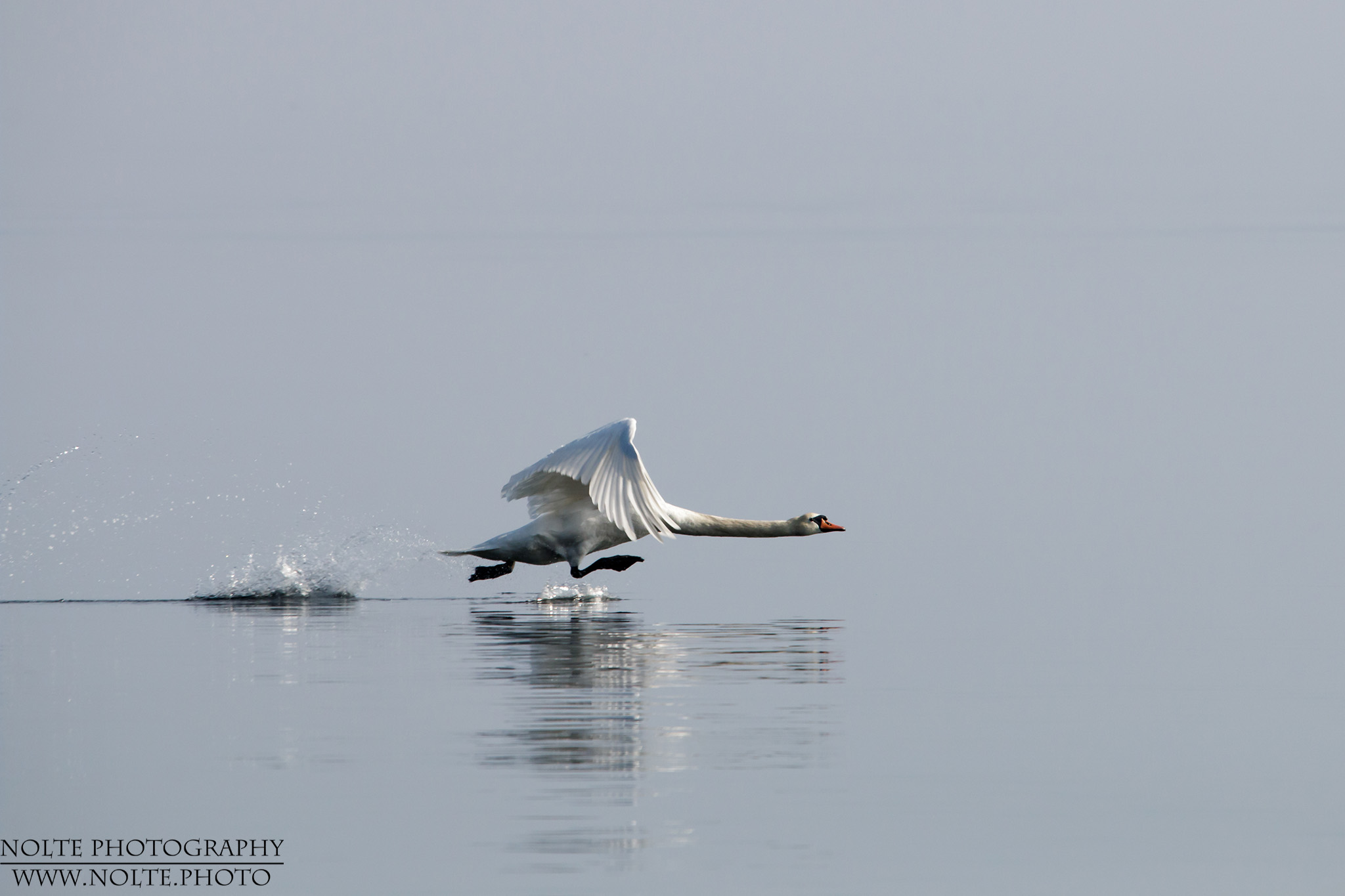 Schwan beim abheben auf dem Wasser