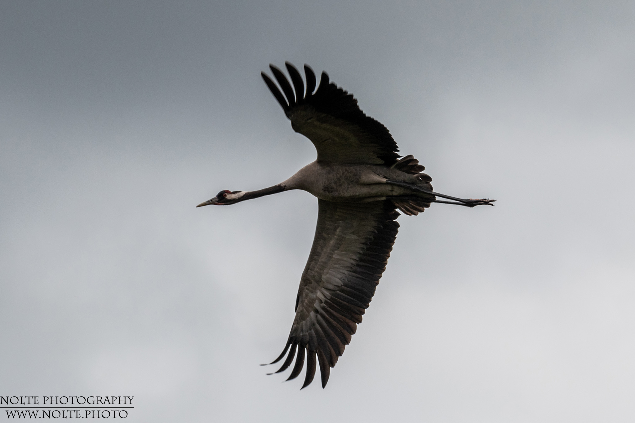 Kranich (Grus grus) im Flug