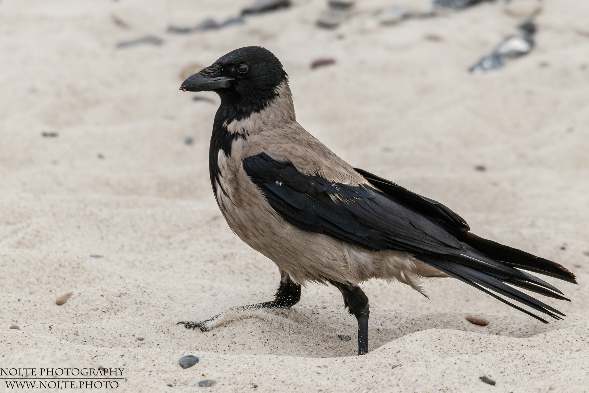 Eine Nebelkrähe (Corvus cornix) am Strand auf Futtersuche.