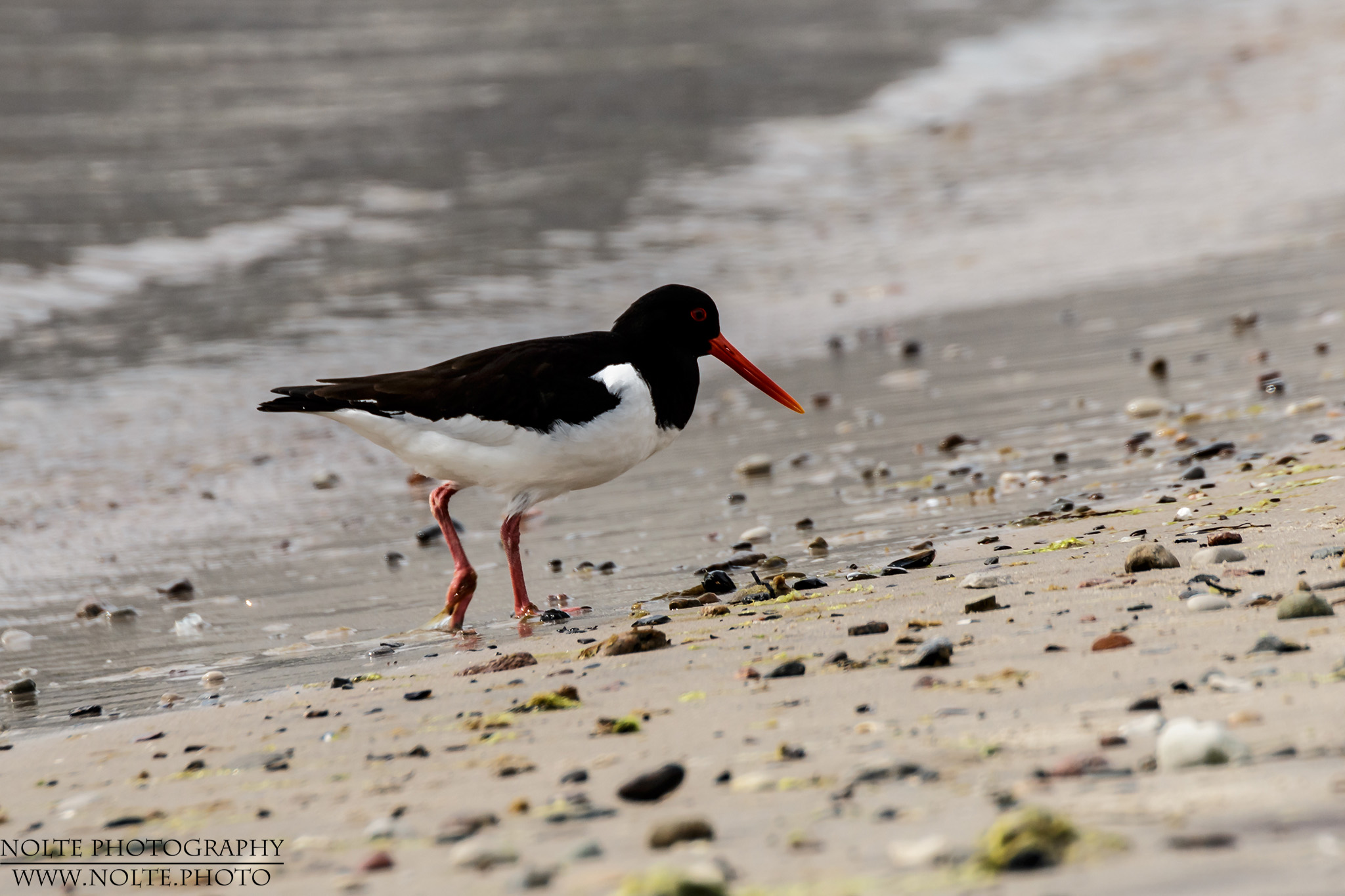 Ein Austernfischer (Haematopus ostralegus) auf der Suche nach Nahrung.