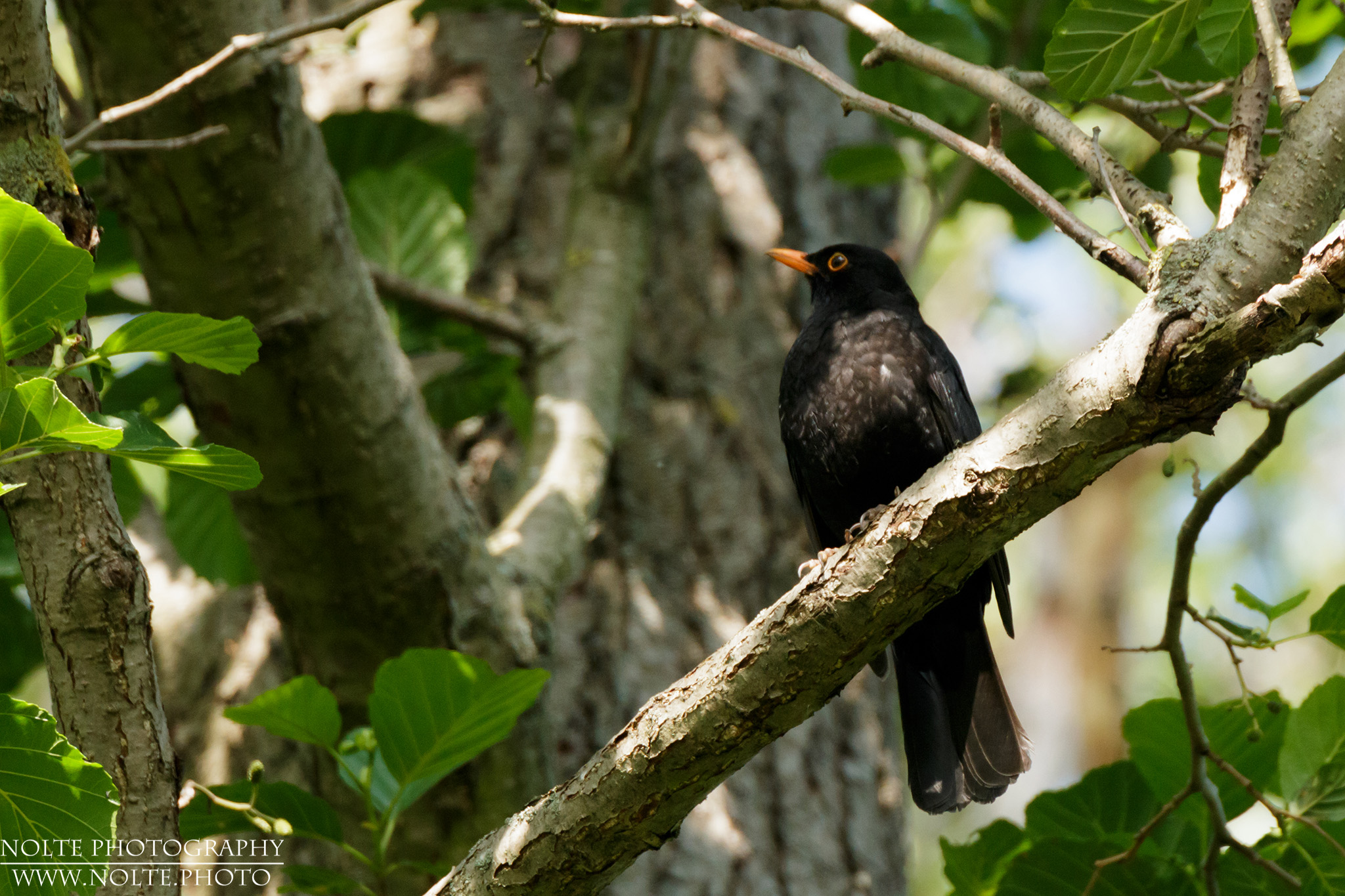 Amsel (Turdus merula) beobachtet die Umgebung