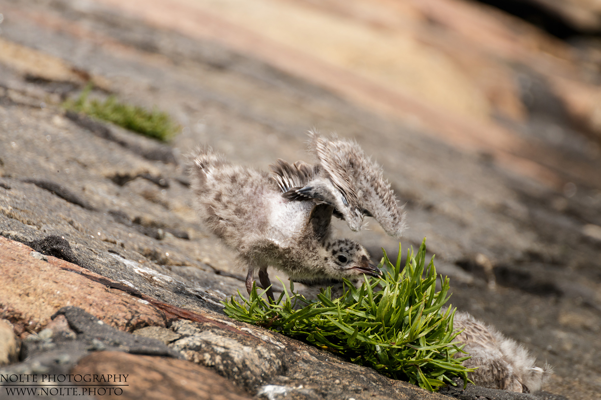 Sturmmöwen-Küken (Larus canus) bei Flügeldehnünungen.