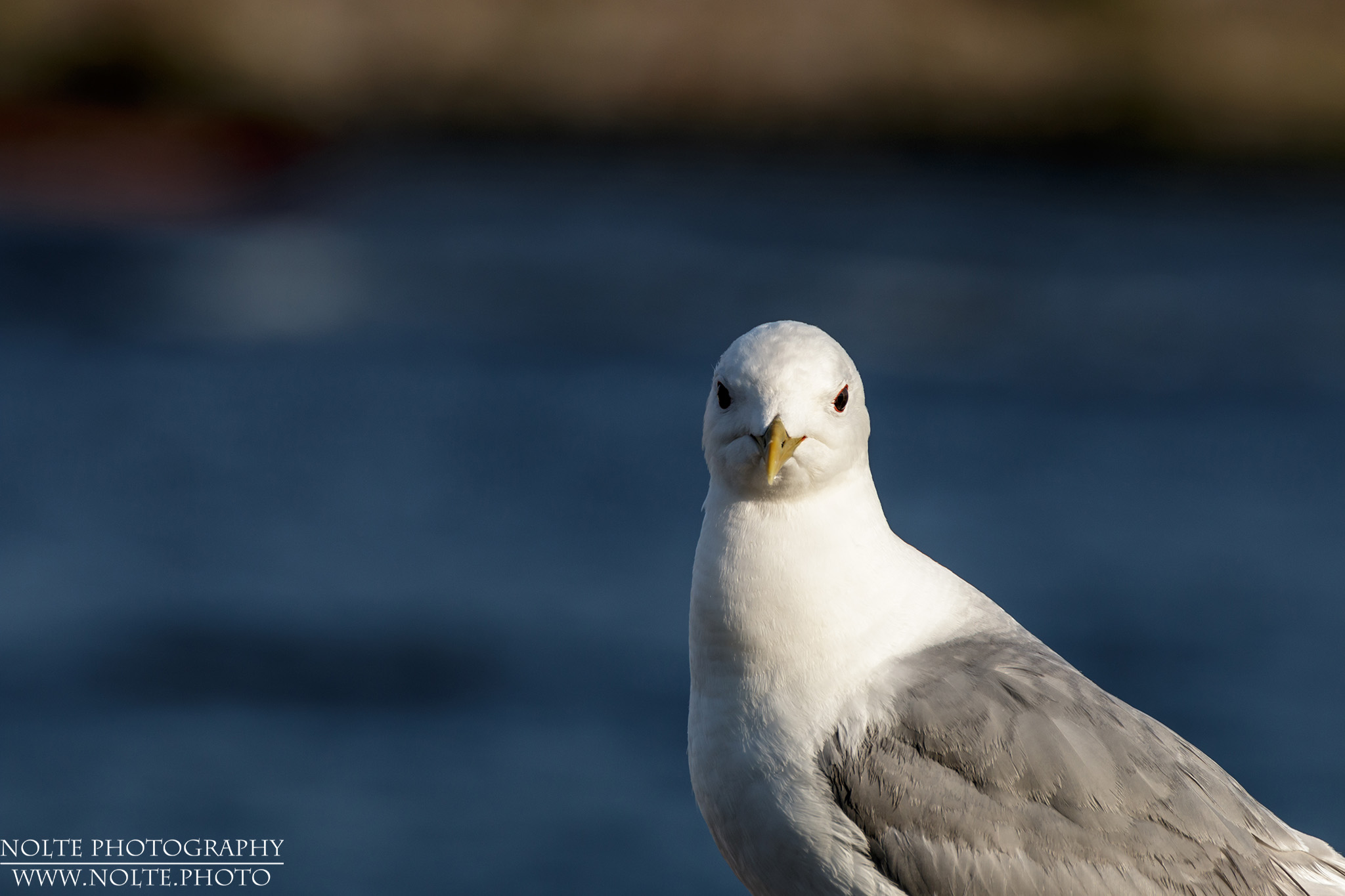 Im Blick einer Sturmmöwe (Larus canus)