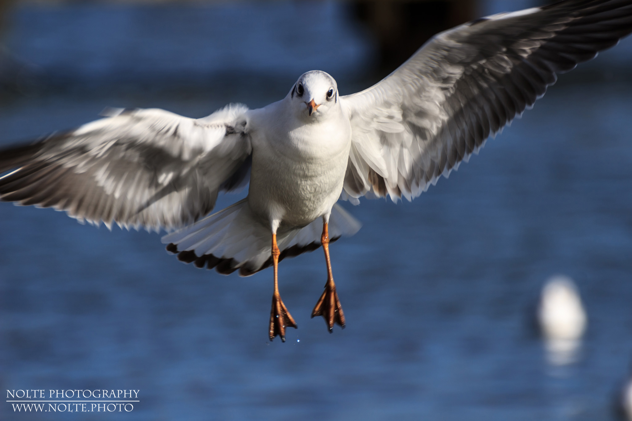Schnappschuss einer landenden Lachmöwe (Chroicocephalus ridibundus, Syn. Larus ridibundus) an der Ostseeküste.