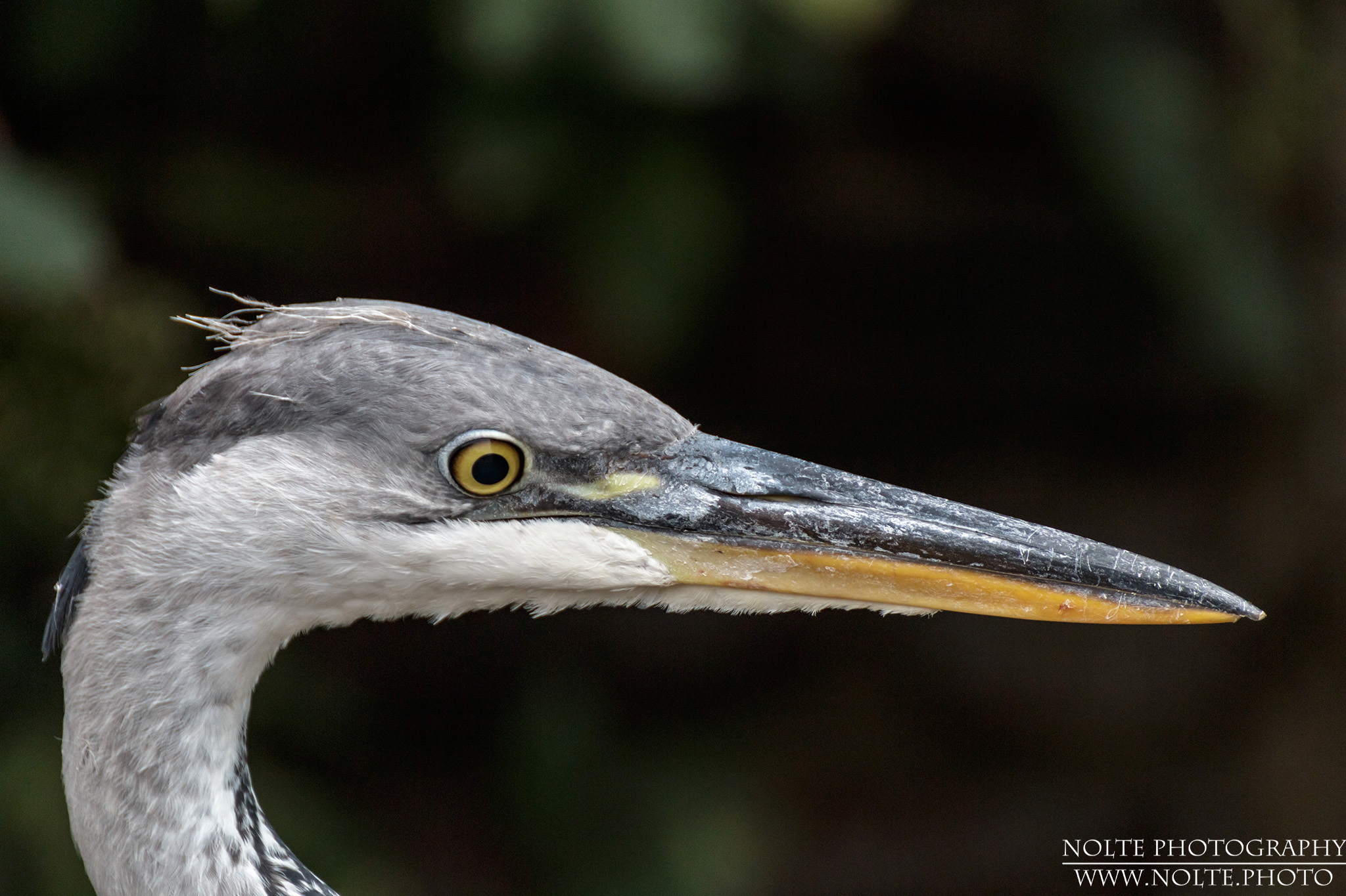 Der Kopf eines Graureihers (Ardea cinerea)