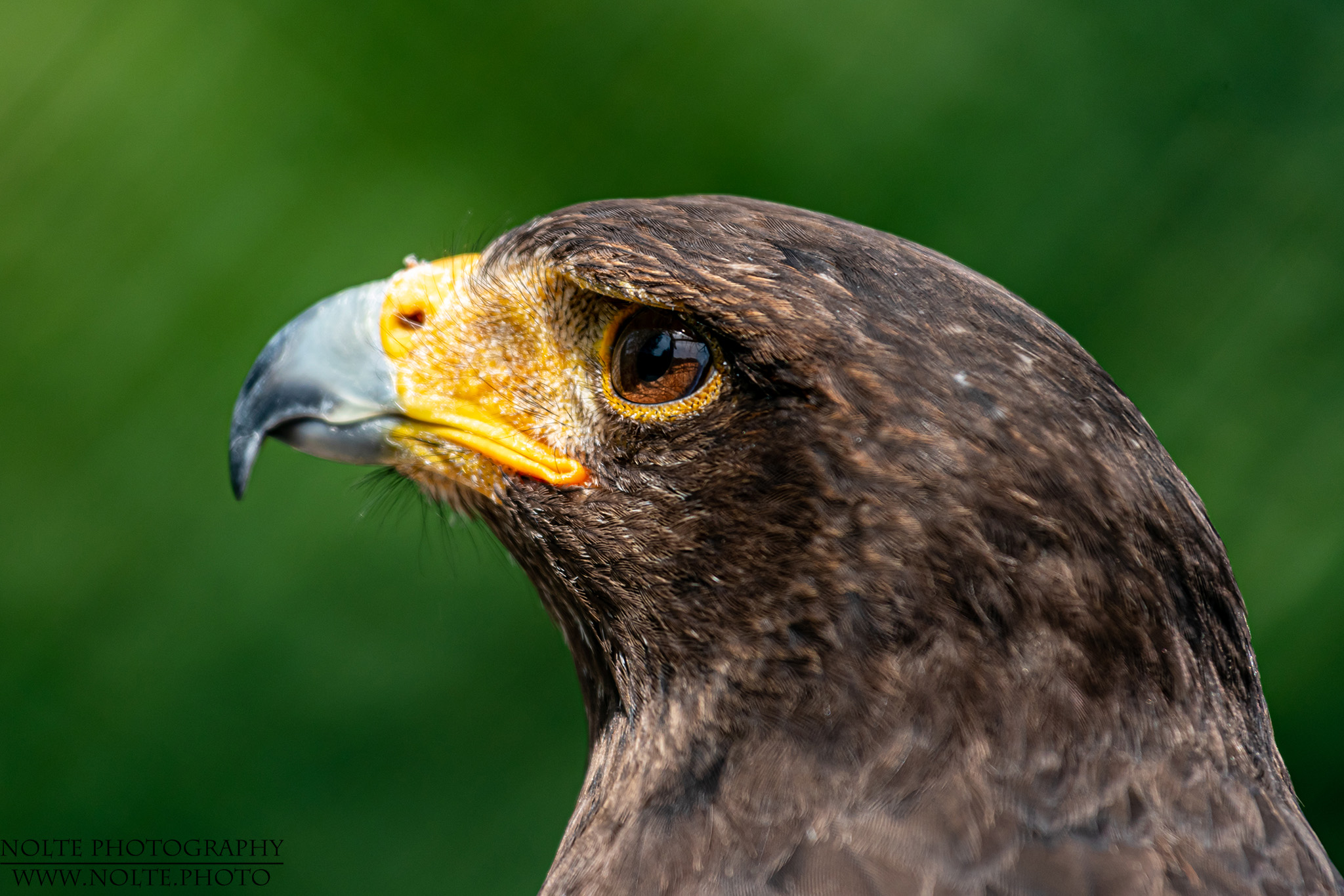 Scharfer Blick eines Adlers