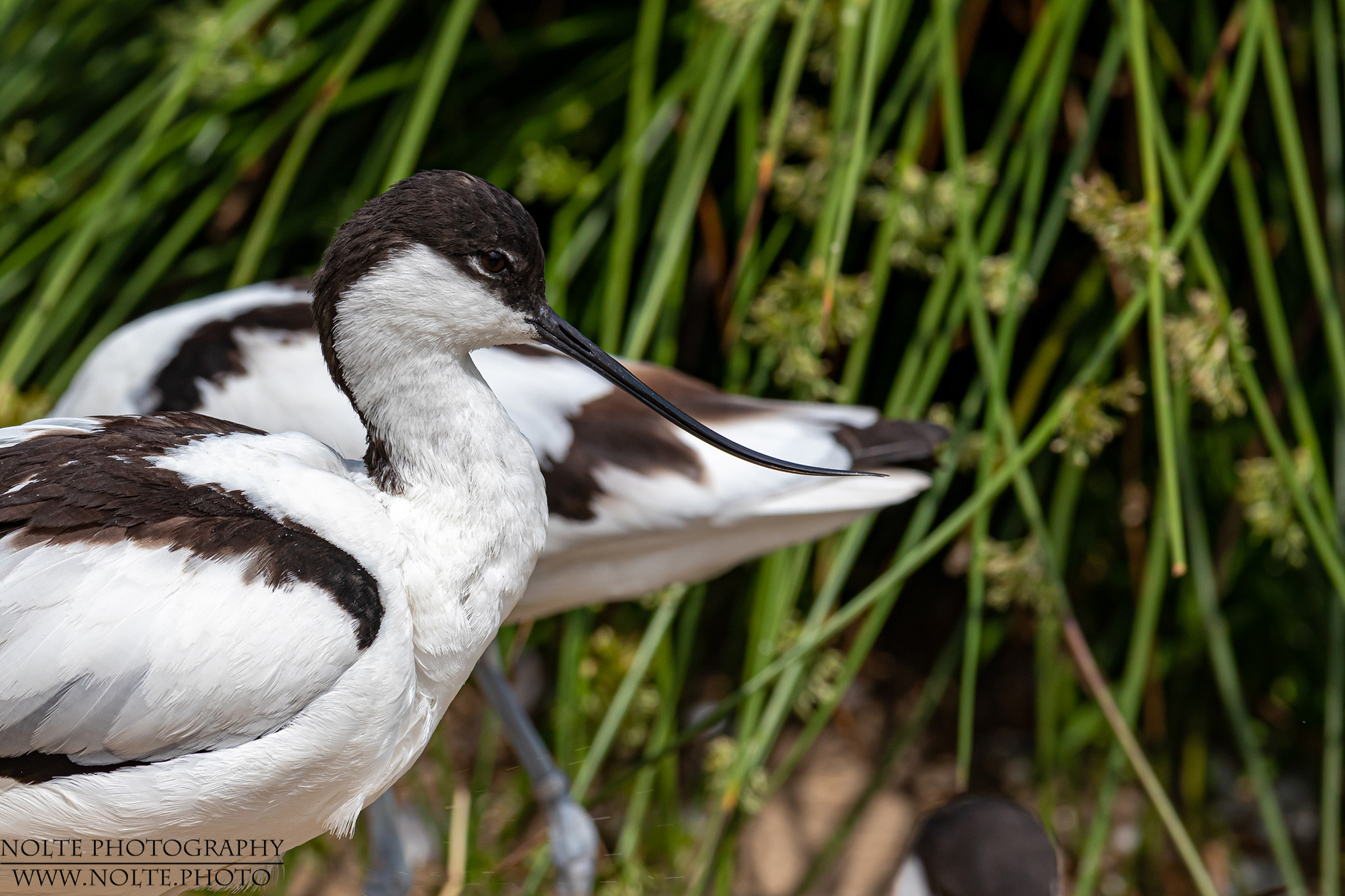 Säbelschnäbler (Recurvirostra avosetta)