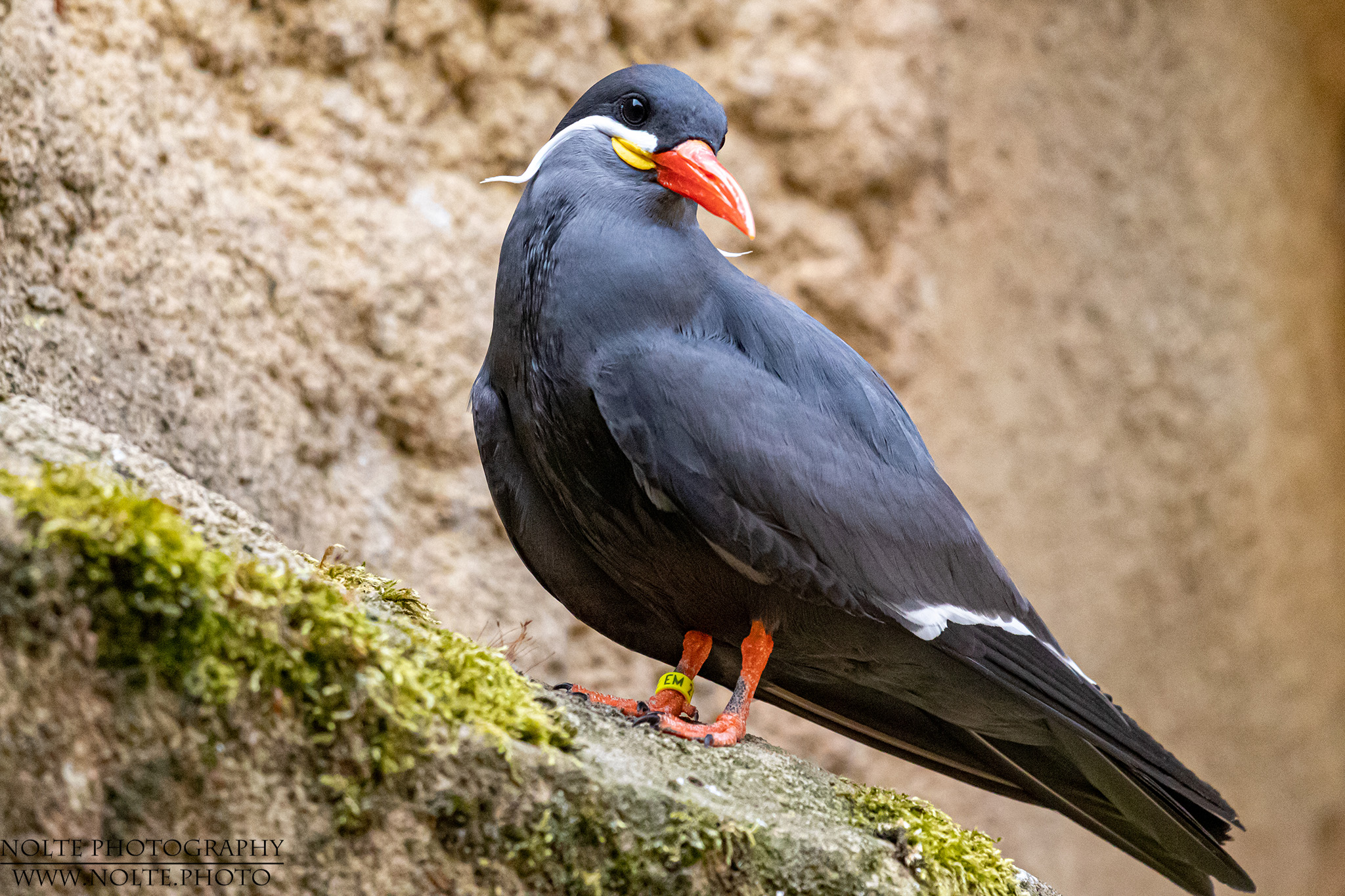 Inkaseeschwalbe (Larosterna inca)