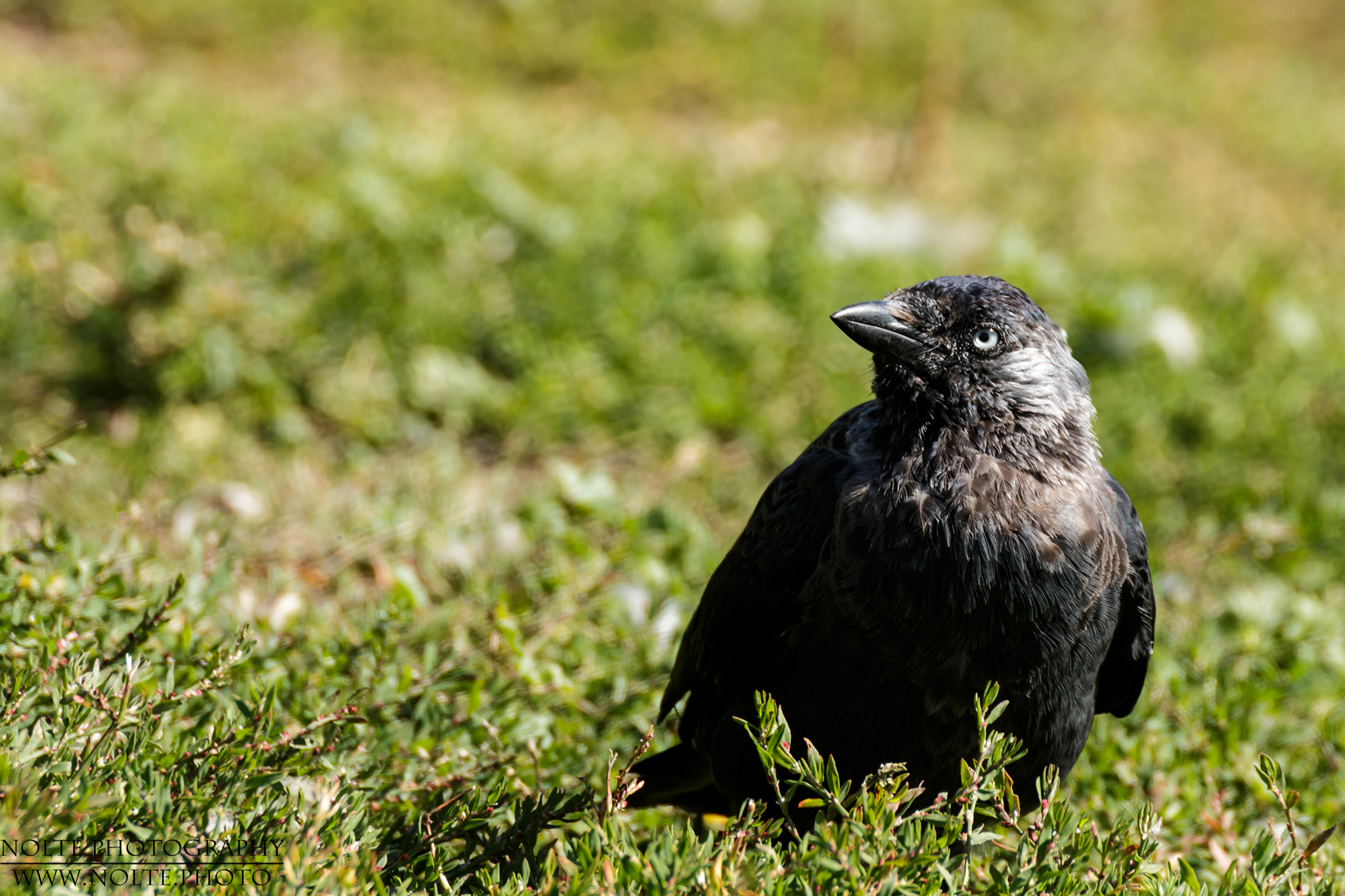 Eine Dohle (Corvus monedula) im Kraut auf dem Boden