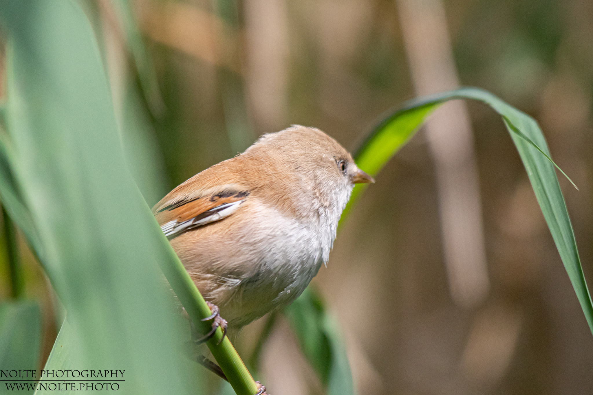 Bartmeise (Panurus biarmicus)
