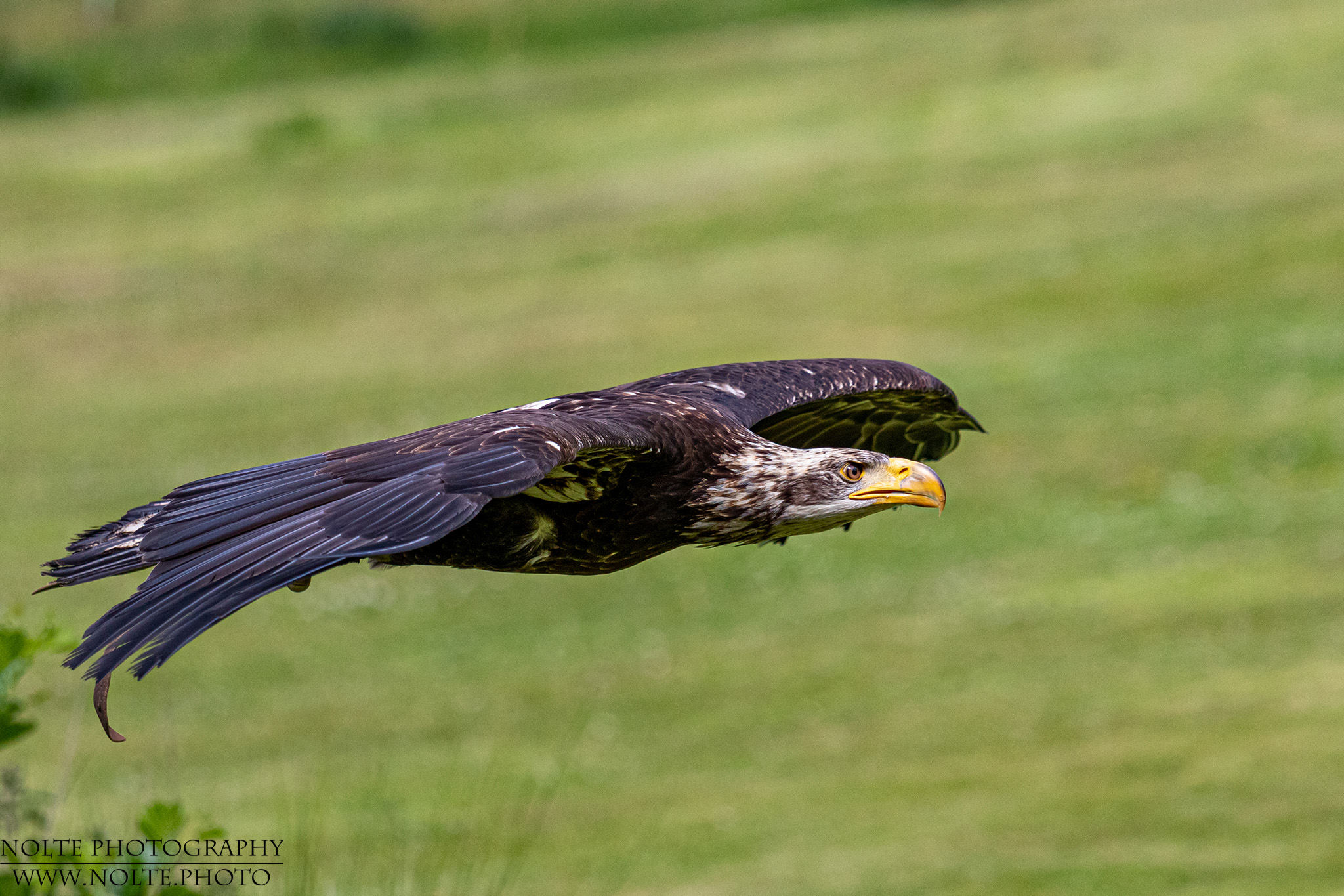 Ein junger Höckerschwan (Cygnus olor) kommt mit ausgebreiteten Flügeln ans Ufer