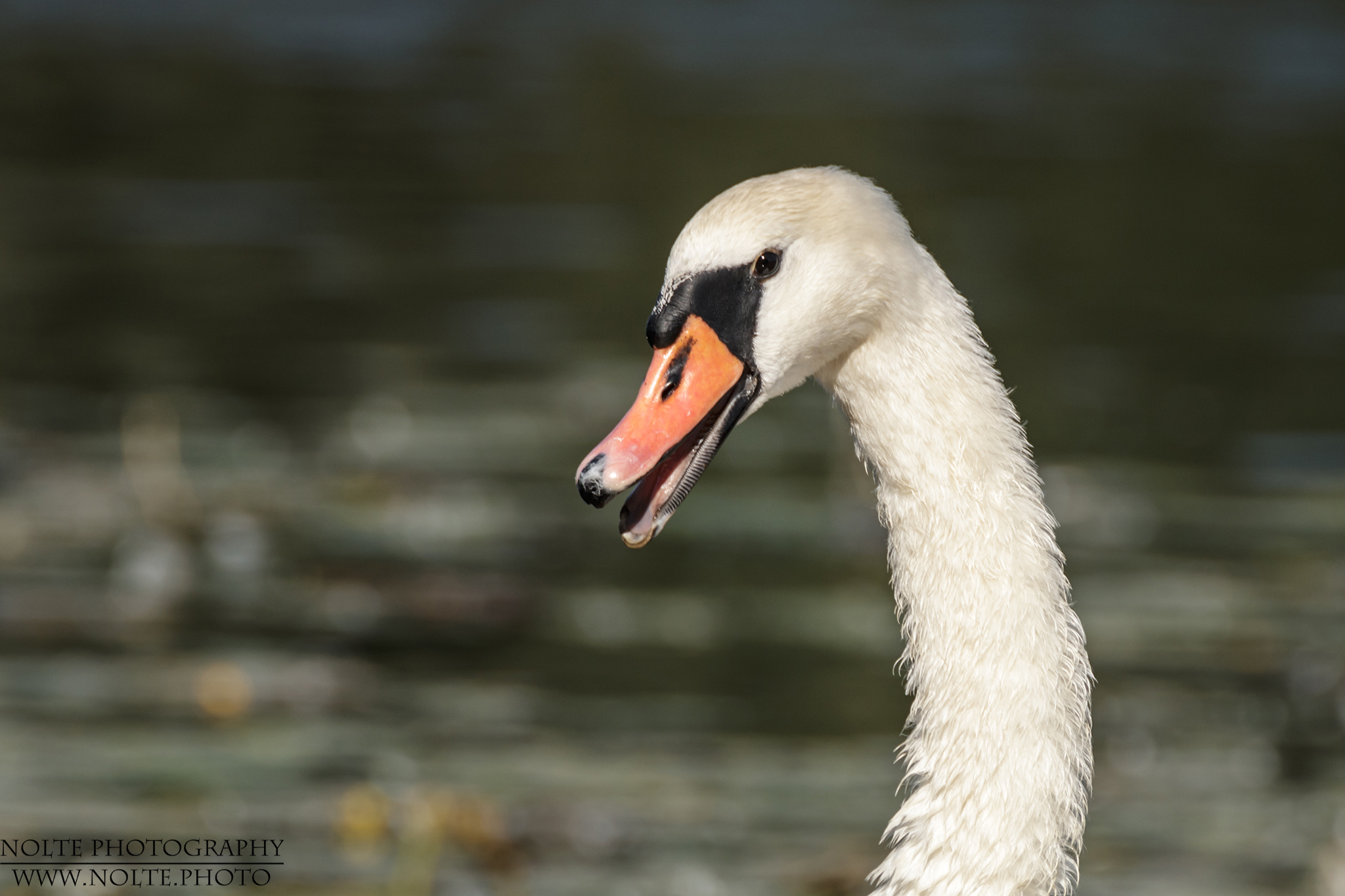 Ein Höckerschwan (Cygnus olor), welcher drohend den Schnabel geöffnet hat.