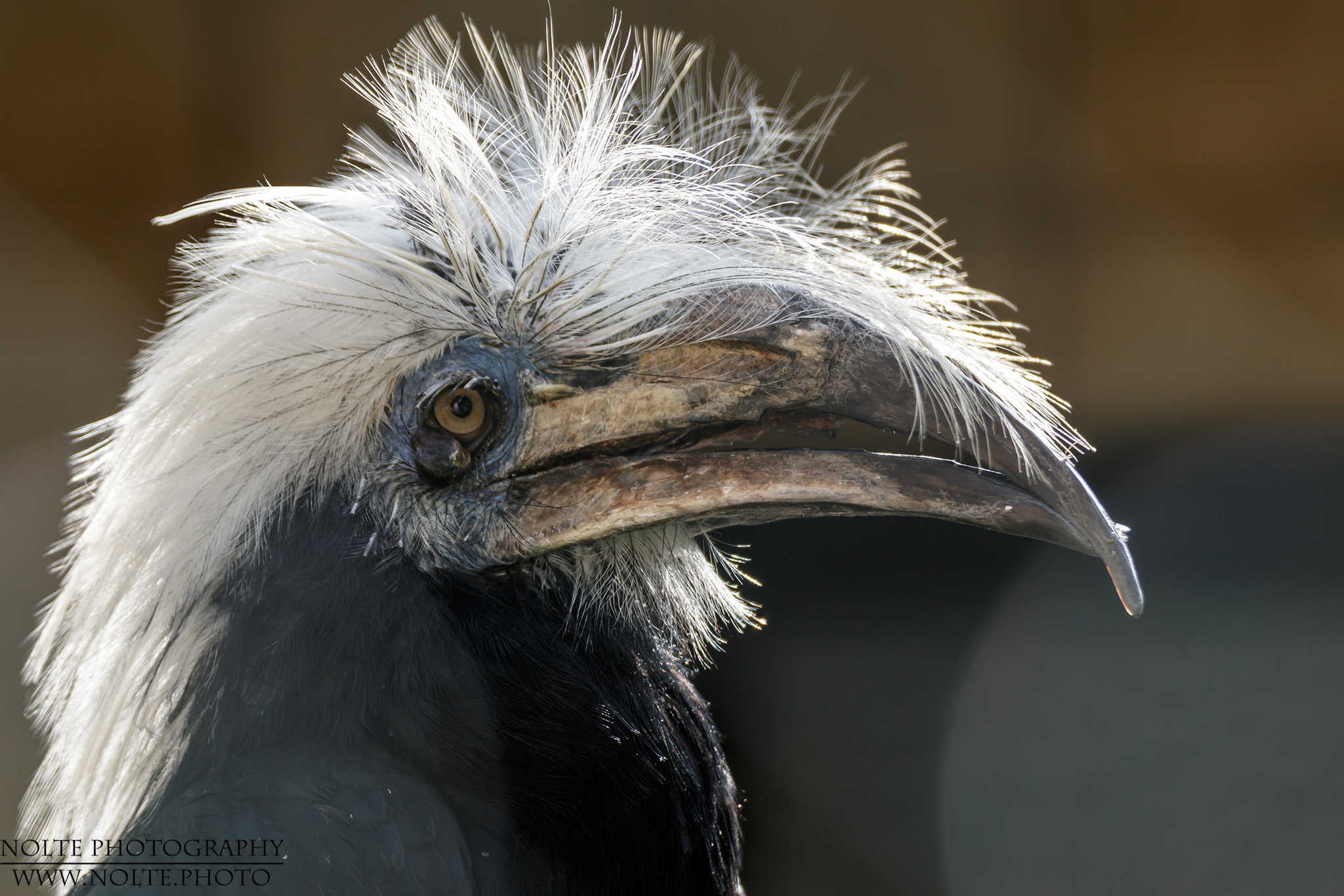 Portrait eines Langschopf-Hornvogels (Berenicornis comatus).