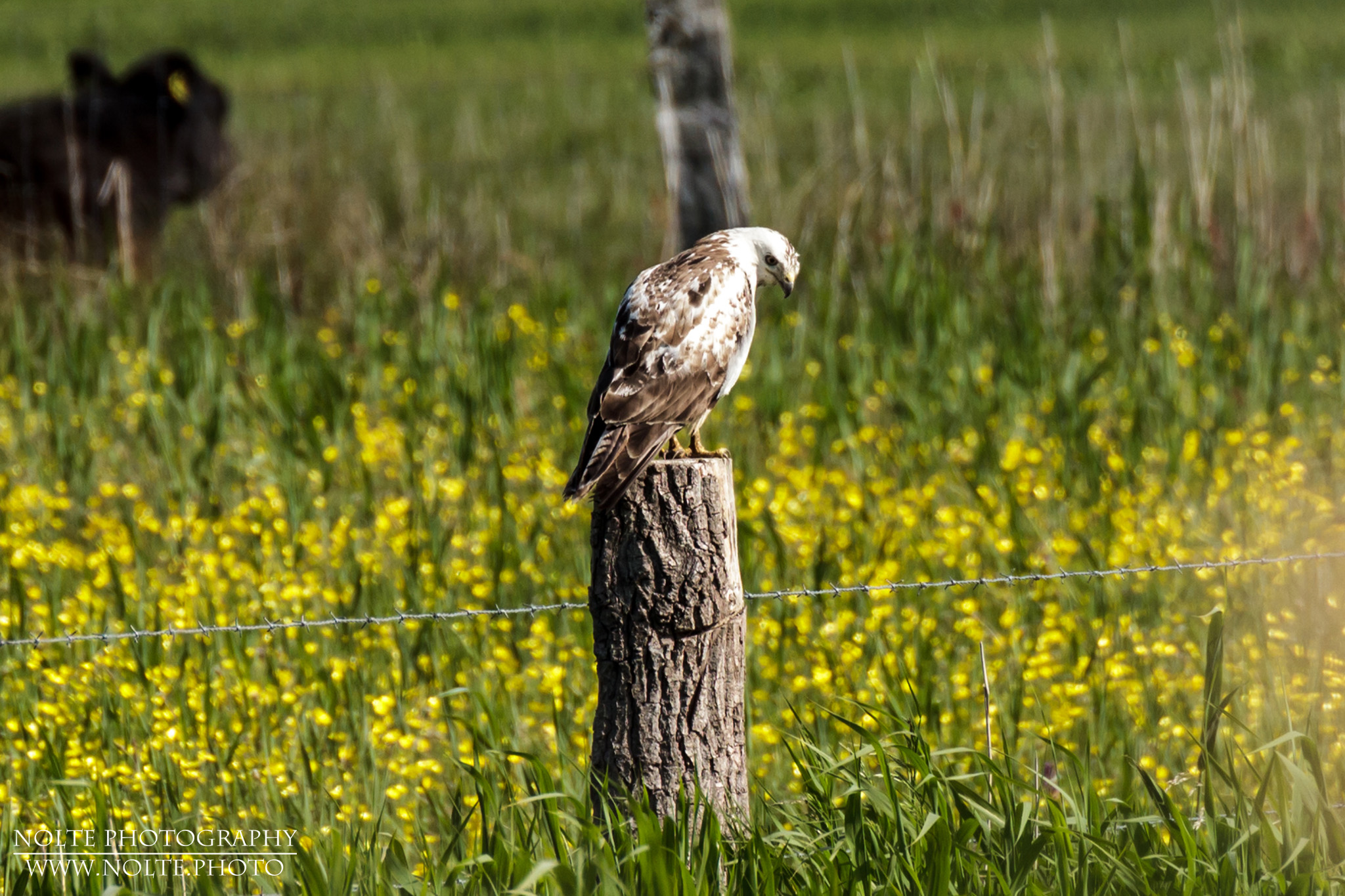 Der Mäusebussard (Buteo buteo) hat seine Umgebung im Blick