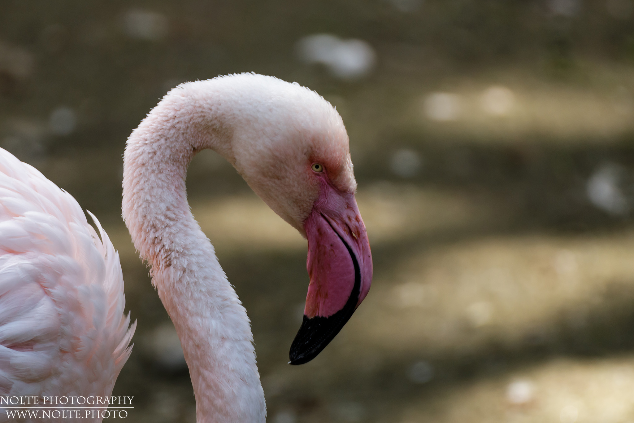 Kopf eines Kuba-Flamingos (Phoenicopterus ruber)