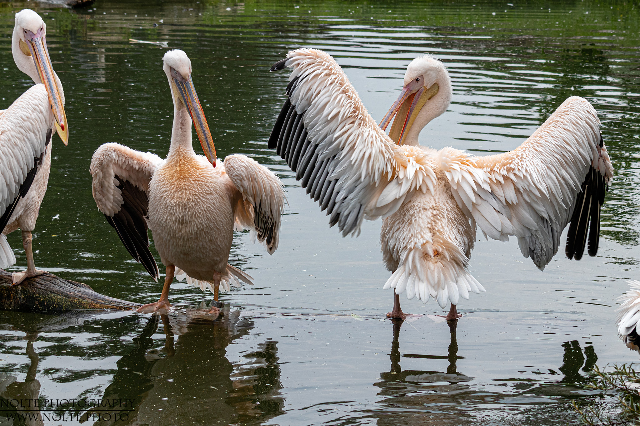 Gefiedertrocknung beri den Rosapelikanen (Pelecanus onocrotalus)