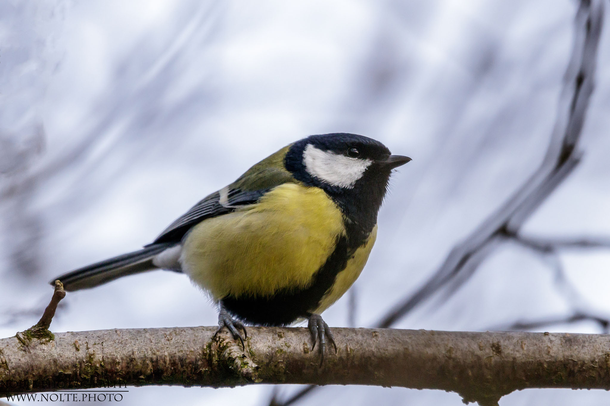 Eine Kohlmeise (Parus major) auf einem Ast