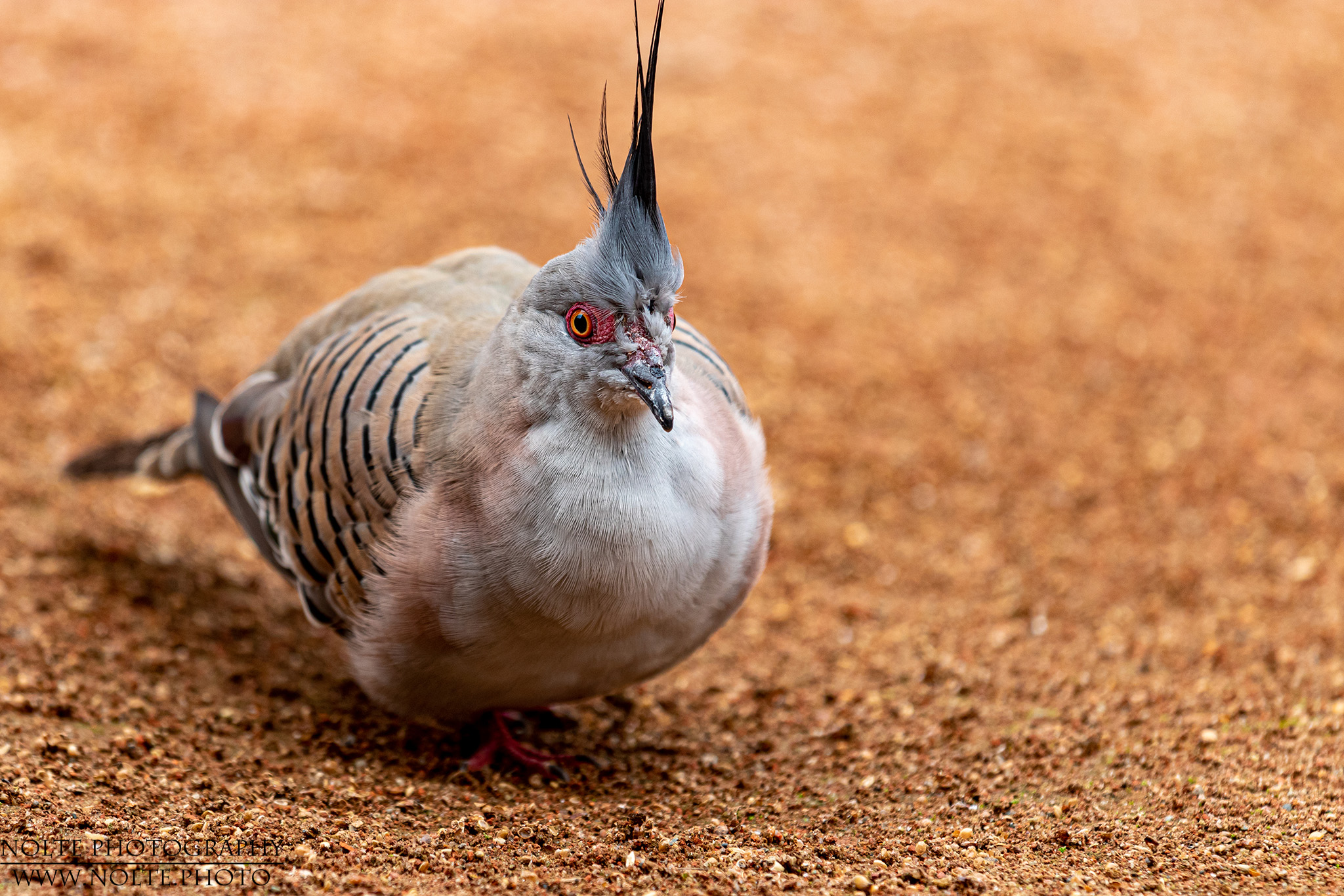 Kleiner Vogel mit Federschopf