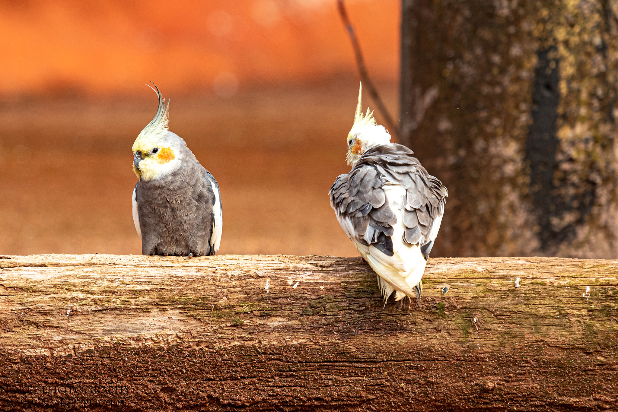 Vögel im Tierpark Marlow
