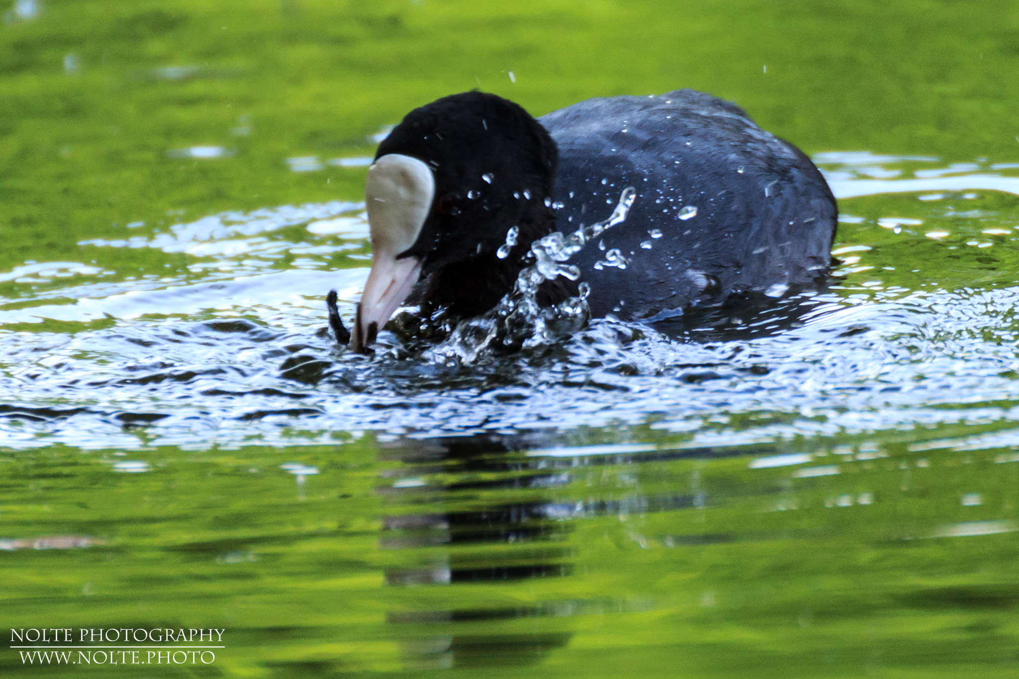 Ein Blässhuhn (Fulica atra) ist damit beschäftigt, einen Fisch oder ähnliches zu töten.