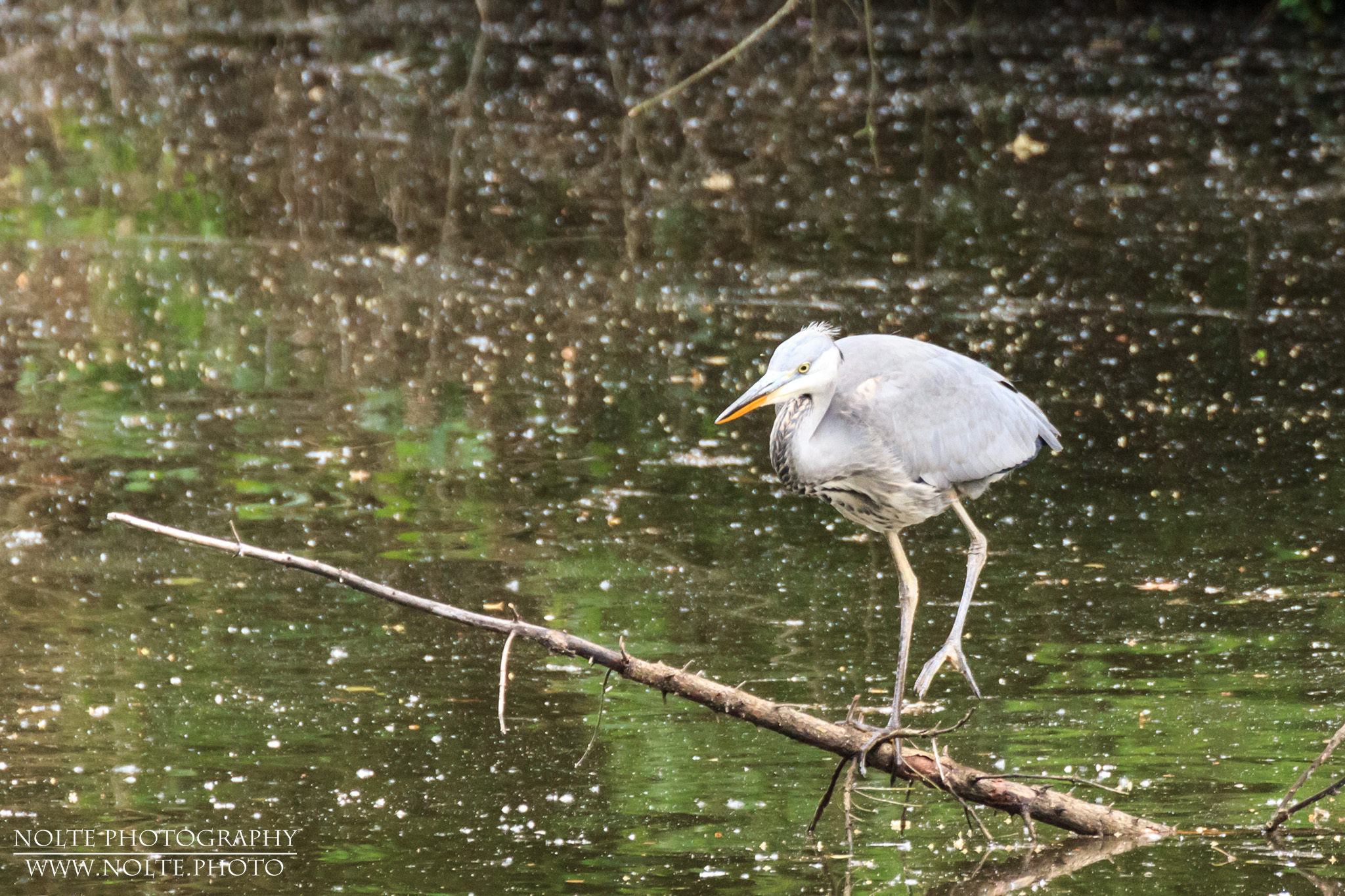 Junger Graureiher (Ardea cinerea) auf einem Ast im Wasser.