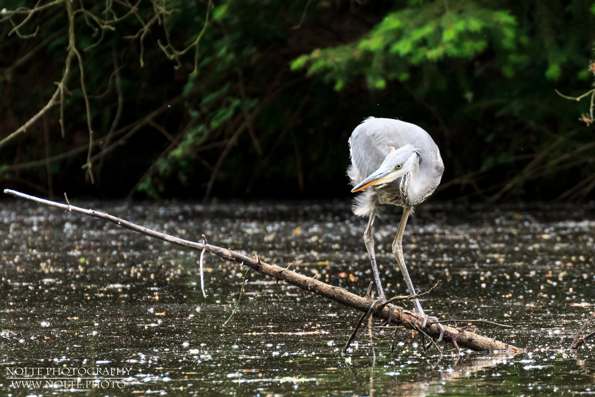 Ein junger Graureiher (Ardea cinerea) balanciert auf einem Ast über dem Wasser.