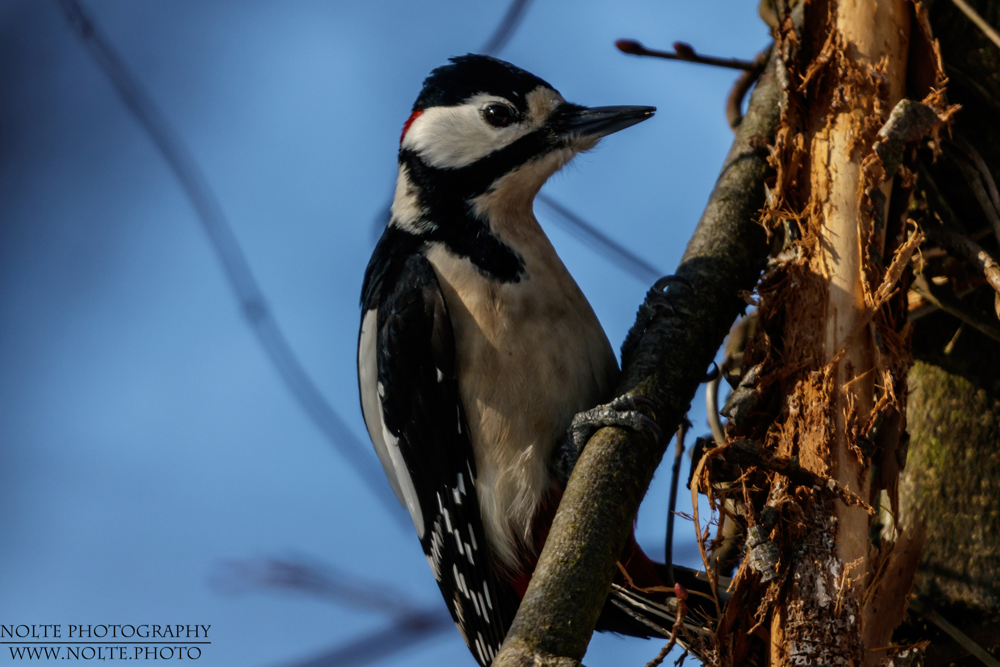 Ein Buntspecht (Dendrocopos major Syn Picoides major) auf Nahrungssuche