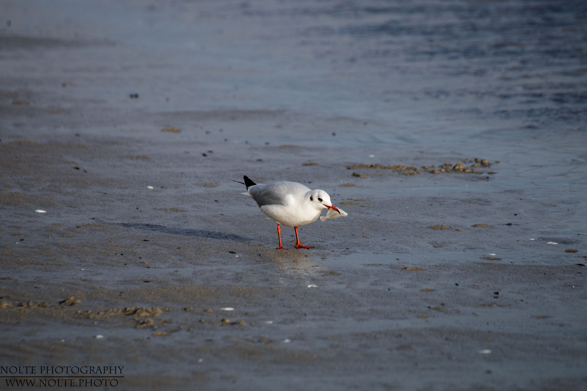 Möwe frisst ihre Beute