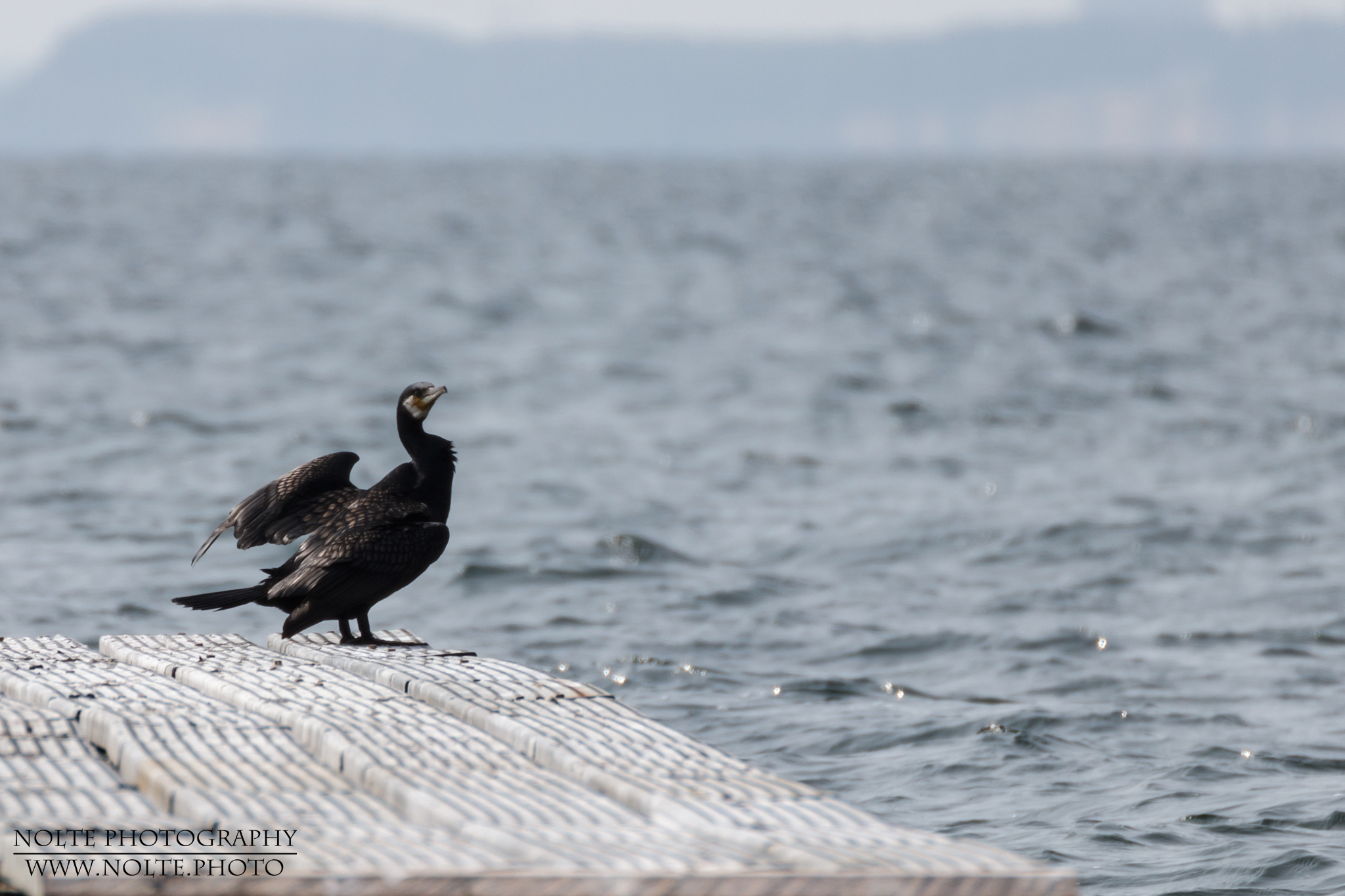 Ein  Kormoran (Phalacrocorax carbo) lässt sein Gefieder von Sonne und Wind trocknen.
