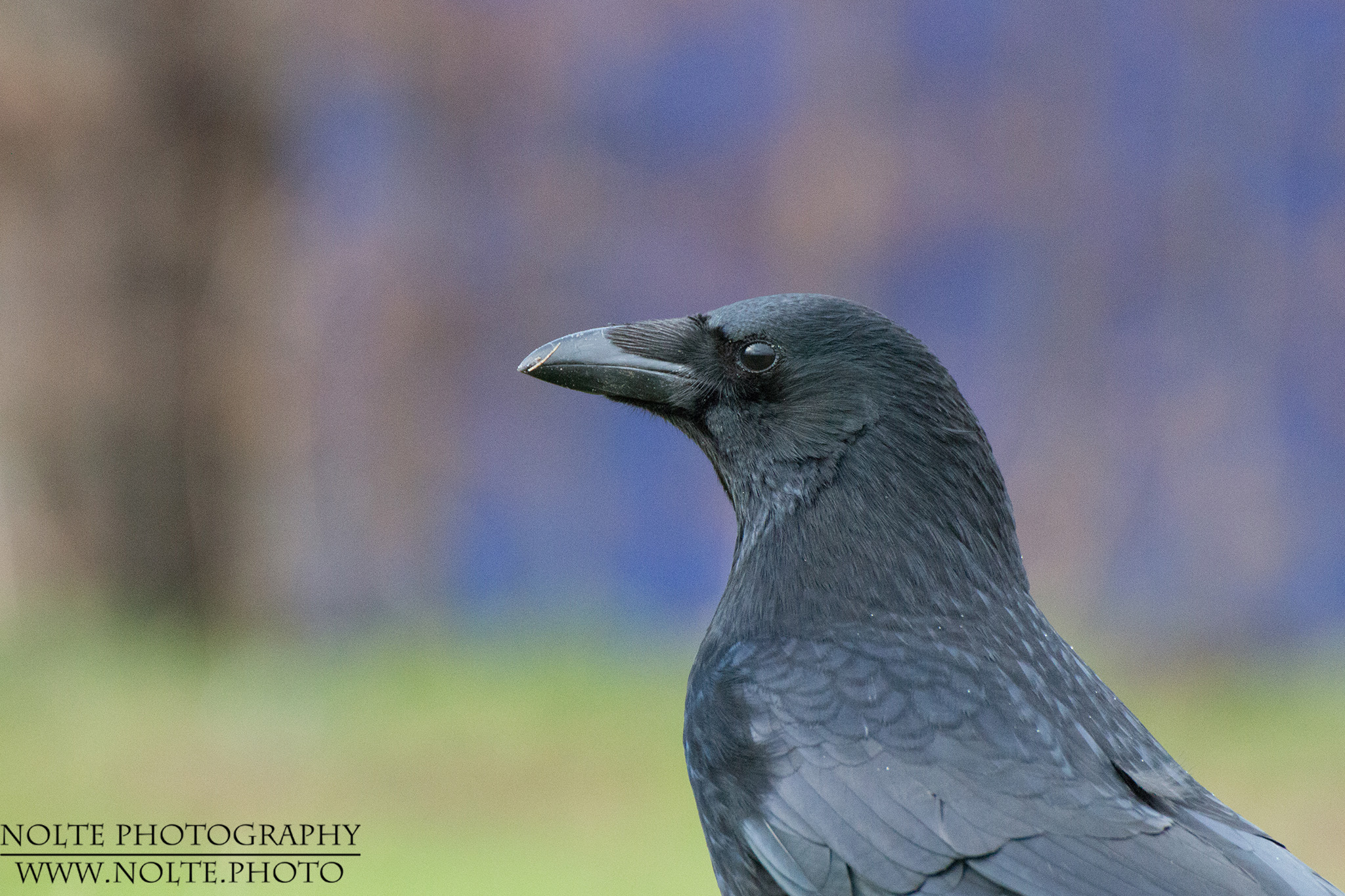 Kopf eines Kolkraben (Corvus corax) in der Profilansicht.